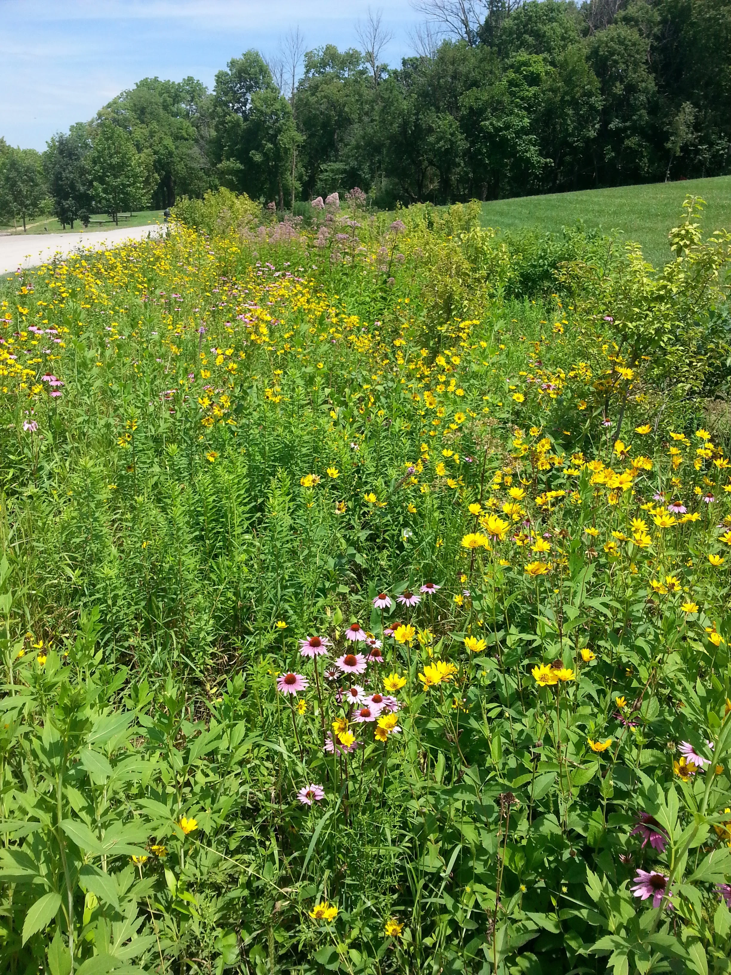 20150716_121023.jpg
