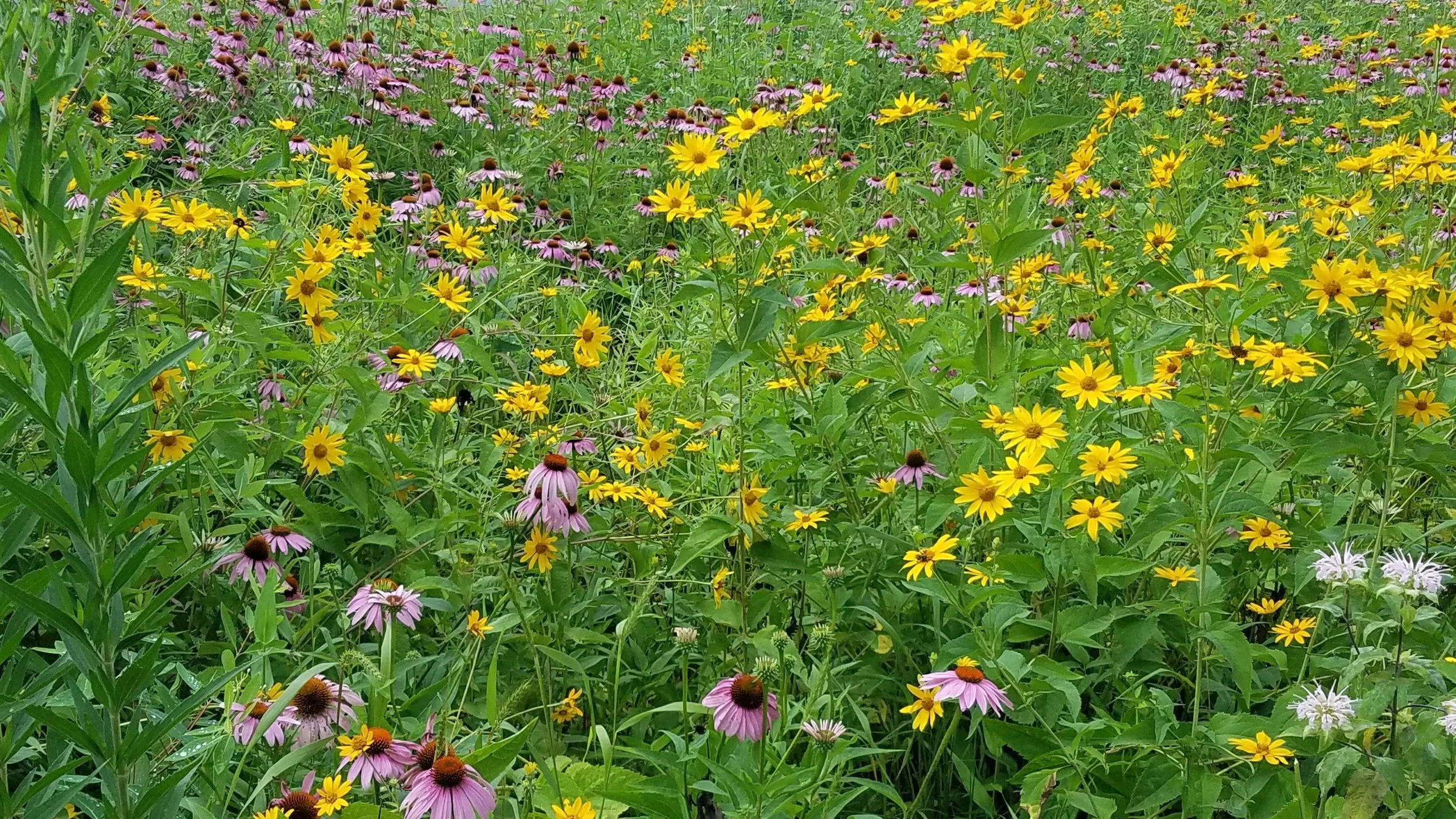 20170713_152347.jpg