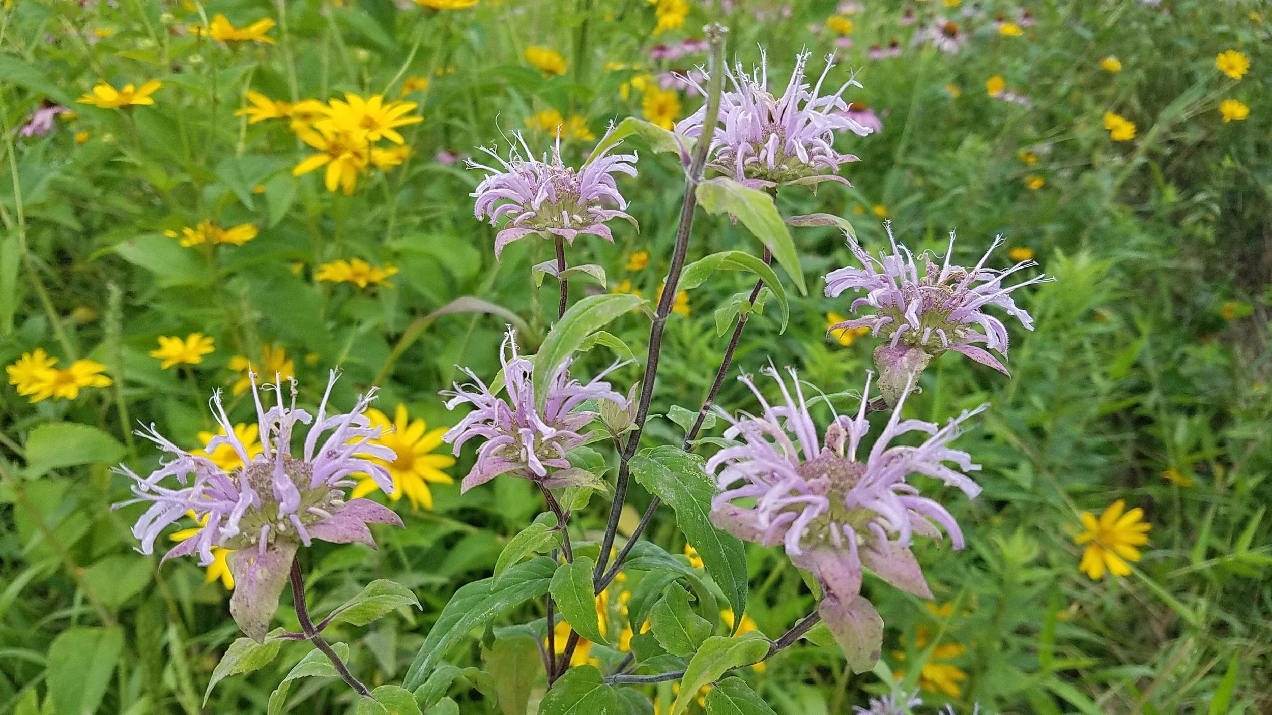 20170718_120016.jpg