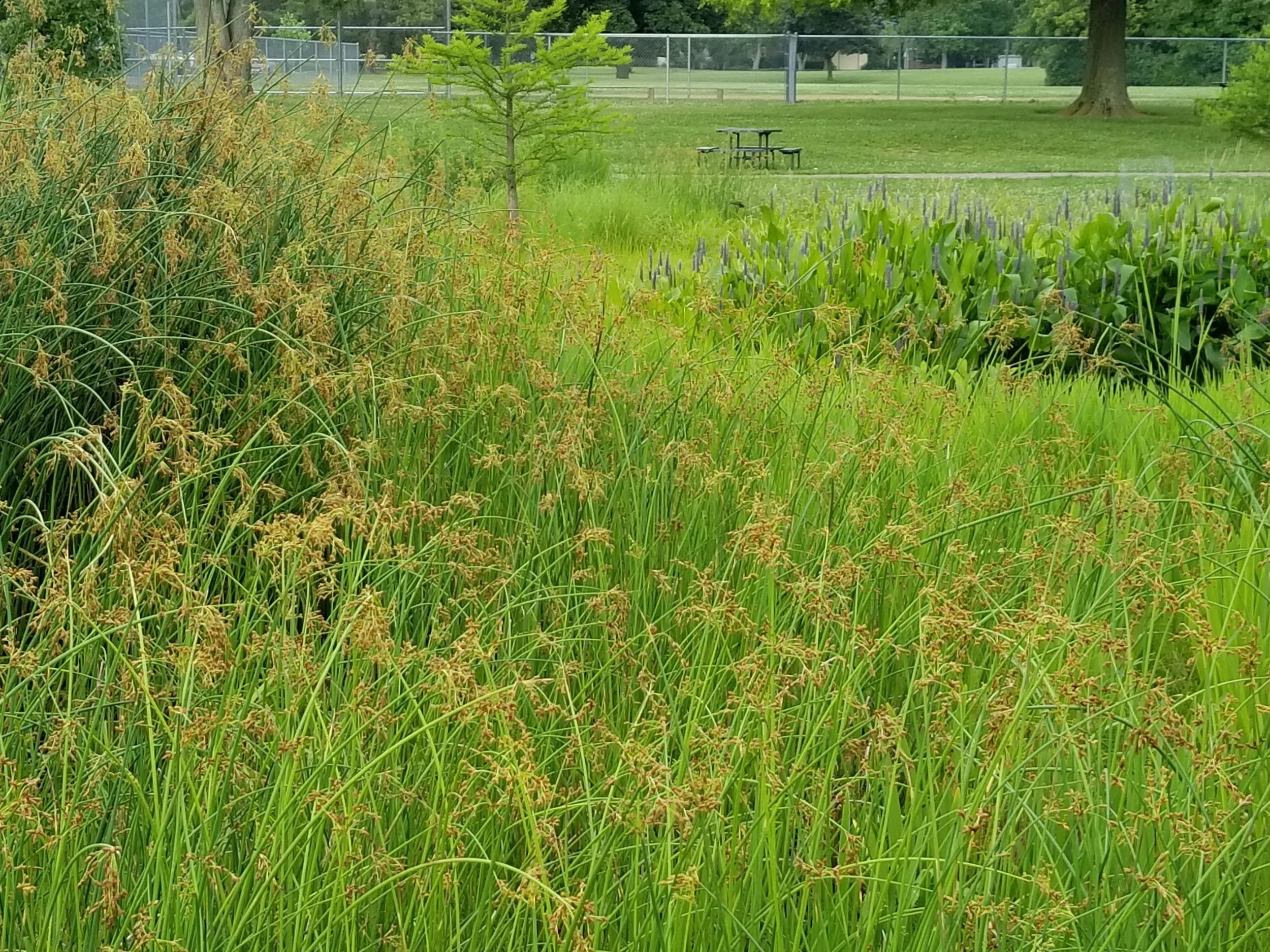 20180619_184132.jpg