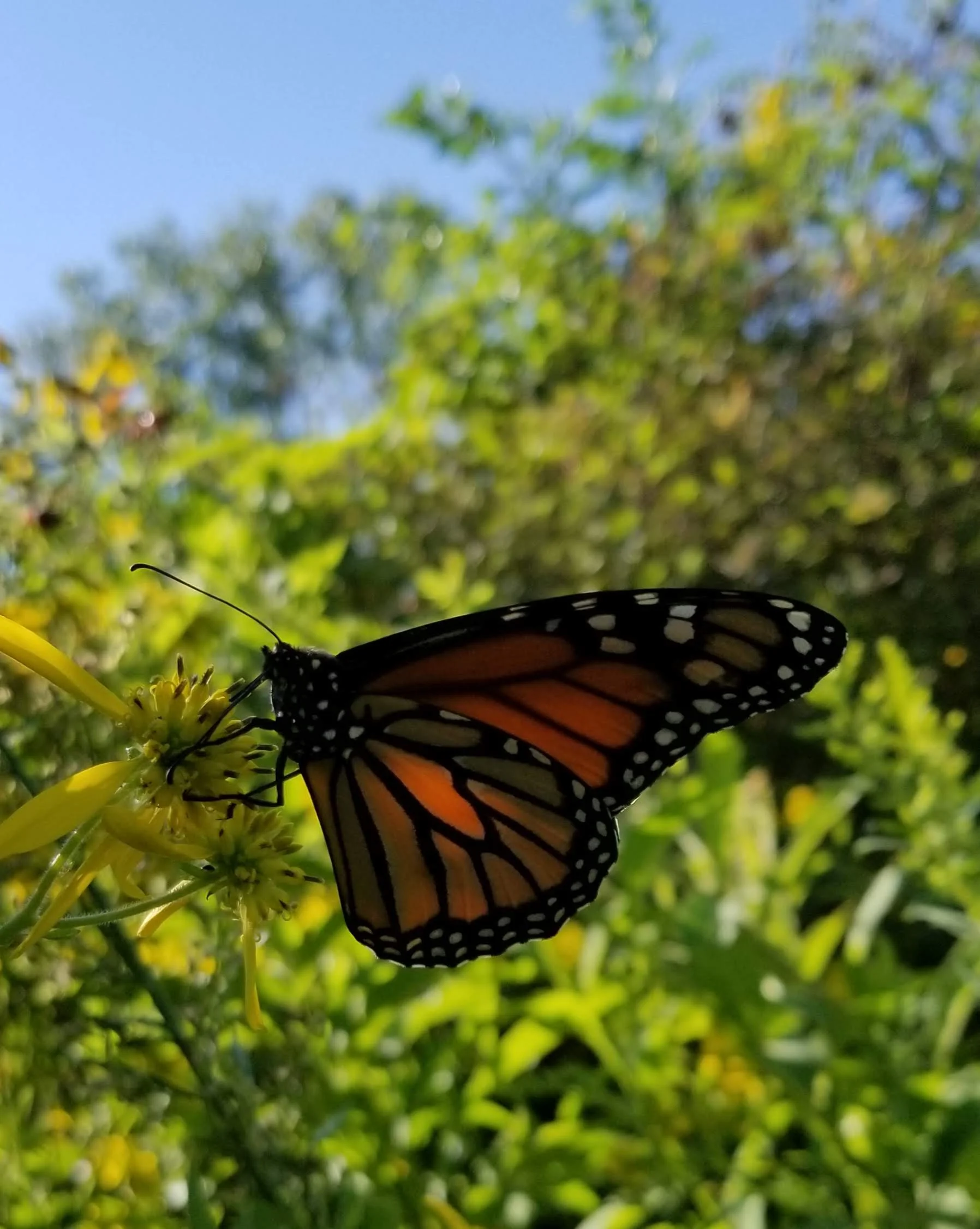 20180903_141826.jpg