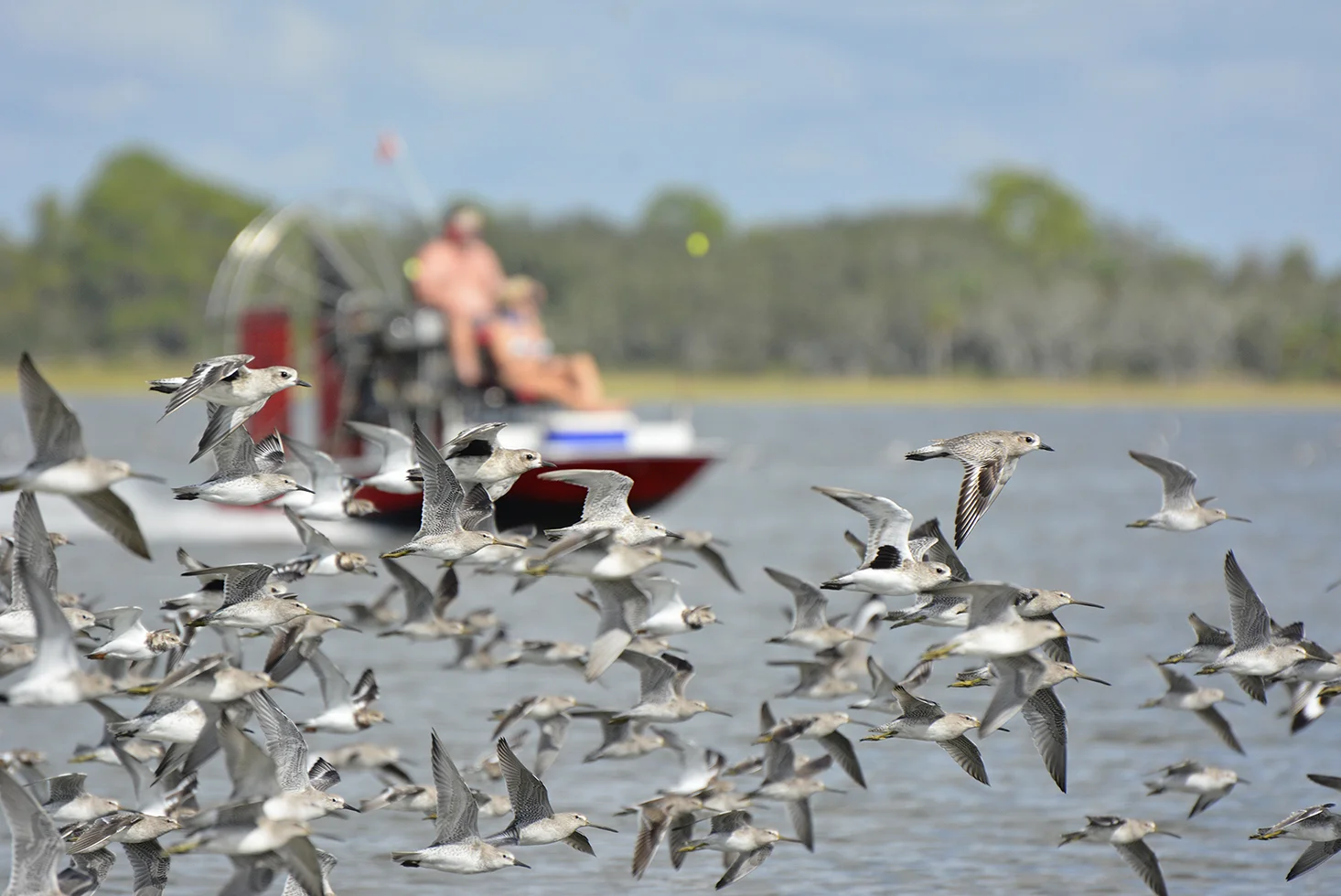 A flock of shorebirds is flushed from a roost by an airboat in coastal Florida. Photo: P. Leary