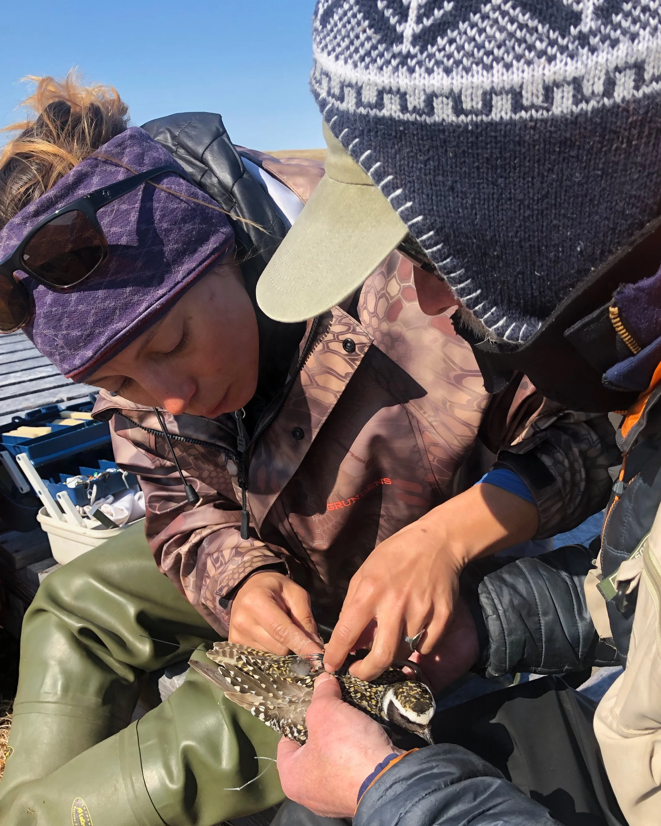 Lindsay Hermanns (VTSP) and Rick Lanctot (USFWS) attaching a gps transmitter an American Golden Plover as part of a collaborative project, studying the movement of Arctic shorebirds throughout the annual cycle.