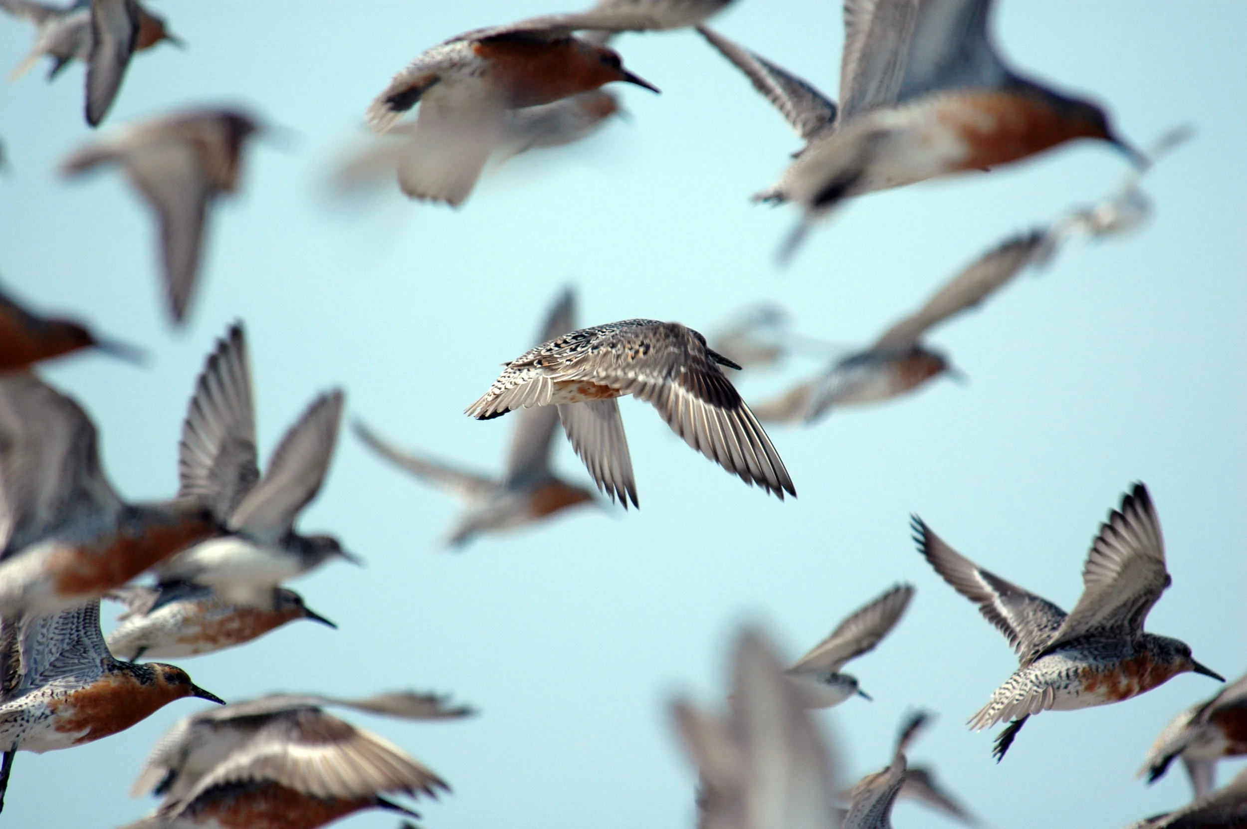 Red Knots in flight.