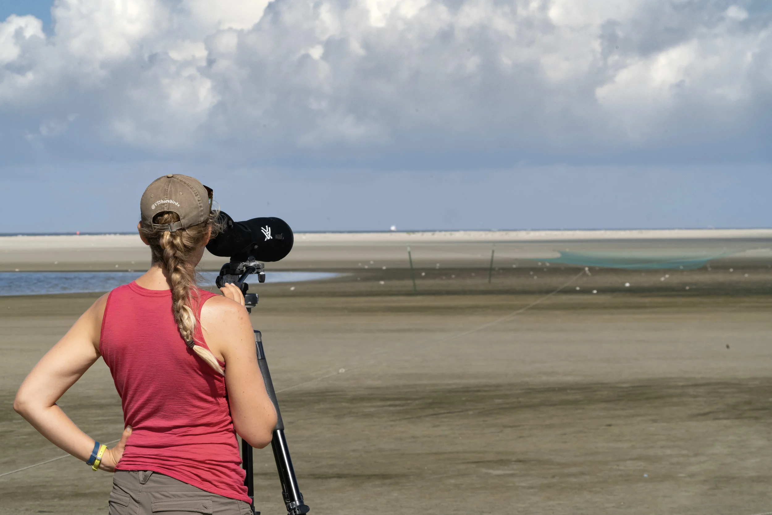 Lead author, Chelsea Weithman, trapping plovers on Ocracoke Island, NC.