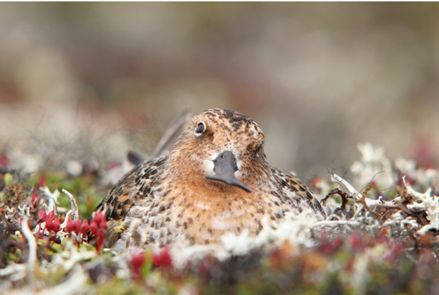 The spoon billed sandpiper is one of the world’s most iconic and endangered shorebirds. Photo: Iosif Kaurov