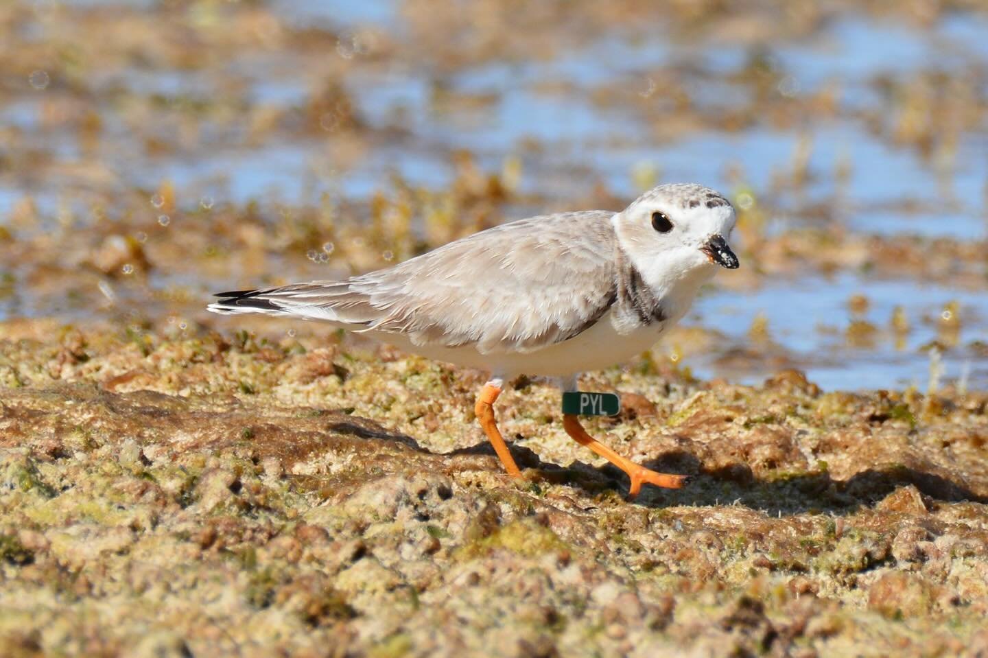 &ldquo;PYL&rdquo; was spotted 12/31/24 on Love Beach in the Bahamas by Mark Knaus. This piping plover was banded 6/25/23 as a nesting adult on Ocracoke Island @CapeHatterasNPS. 

📷: Mark Knaus