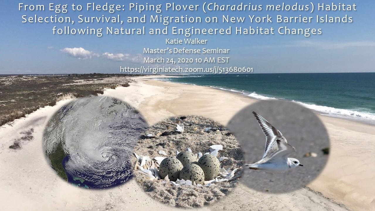Join us virtually next Tuesday as Katie Walker @kwalkamole defends her thesis dealing with habitat selection and post-fledging survival of piping plovers on Long Island. https://virginiatech.zoom.us/j/513680601
