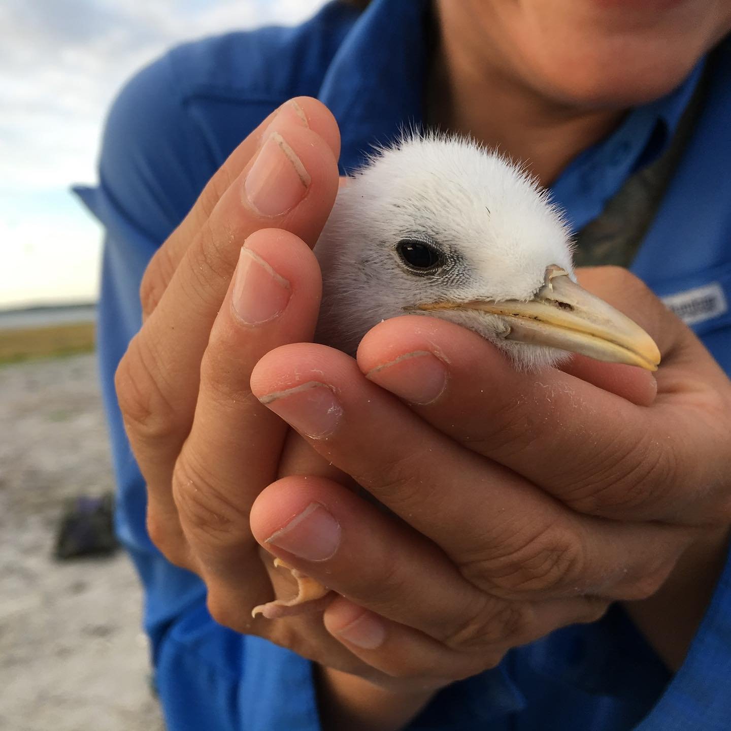 We teamed up with @gadnrcoastal and over 20 volunteers to corral and band over 2200 Royal Tern chicks last weekend. We are studying their survival, movement, and eventual recruitment through out the annual cycle and across the hemisphere. We expect r
