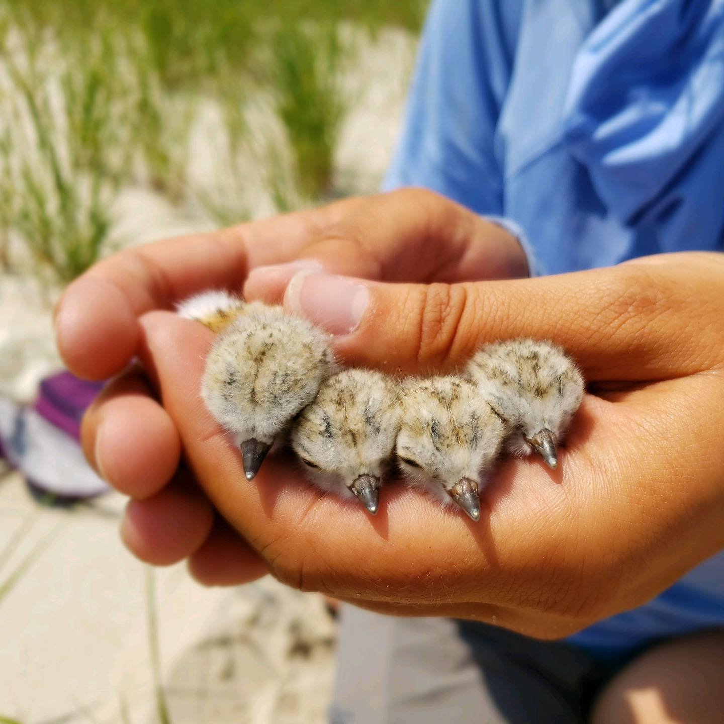 On Fire Island, chick season heated up fast - literally and figuratively. 🔥🐣 With a substantial increase in the local piping plover population, we are appreciative of our 2019 crews who have kept busy monitoring nests, rounding up chicks, and obser