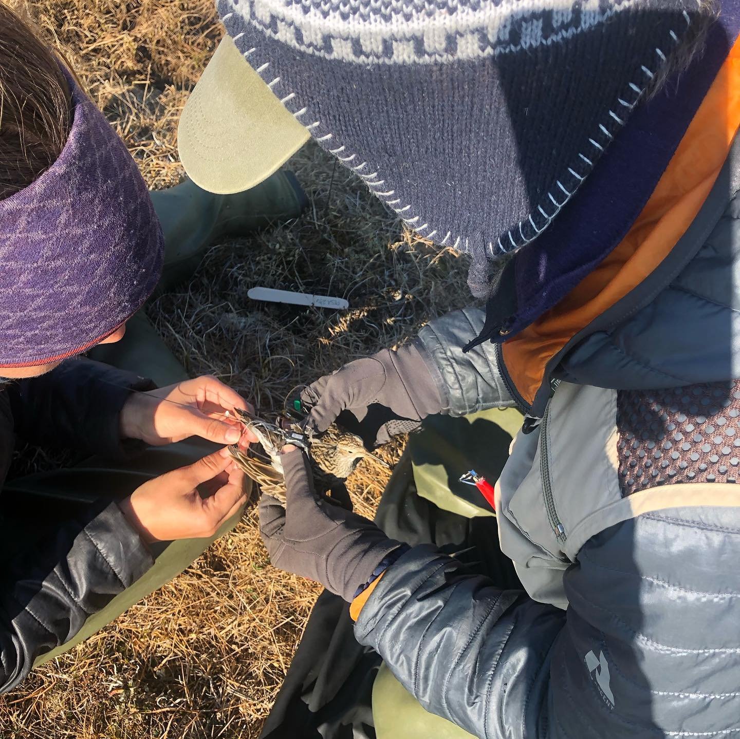 Another fantastic day on the North slope. We were helping @usfws biologists place gps transmitters on a host of shorebird species. They are studying the movements and migration of these species to further our understanding and our ability to conserve