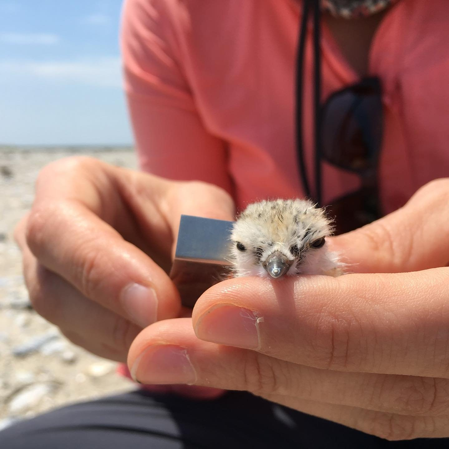 It&rsquo;s hard to believe it&rsquo;s that time of year, but we have piping plover chicks up and down the Atlantic Flyway. Please remember to share the beach this coming Memorial Day Weekend. All tagging and handling of plover chicks by our teams is 