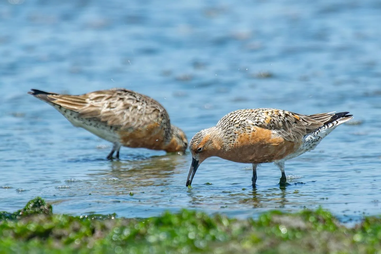 New Paper Alert!

&ldquo;Red Knot (Calidris canutus rufa) prey selection in Virginia during spring migration&rdquo; - link to full article in bio.

📷&rsquo;s by co-author, @kristy_goes_on_adventures
