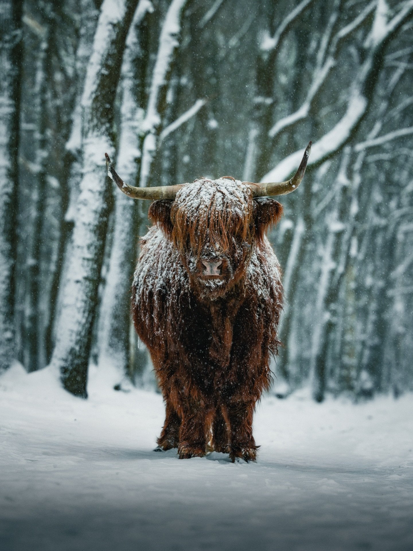 The Netherlands is covered in snow, and so are they!❄️

#snow #netherlands #photography #scottishhighlander #winter
