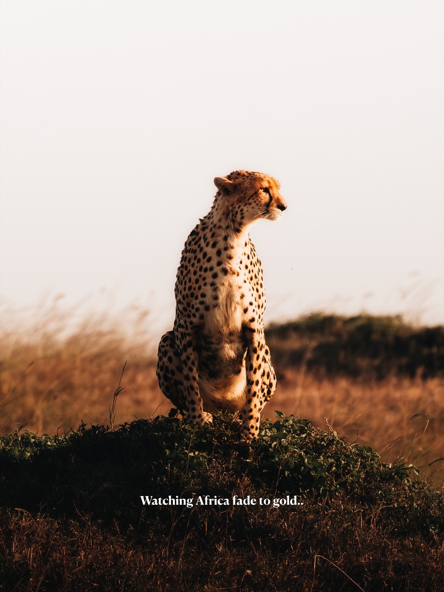 Nothing beats an African sunset 🌅 Have you ever been to Africa? Which country would you recommend and why?

#africa #kenya #sunset #cheetah #photography