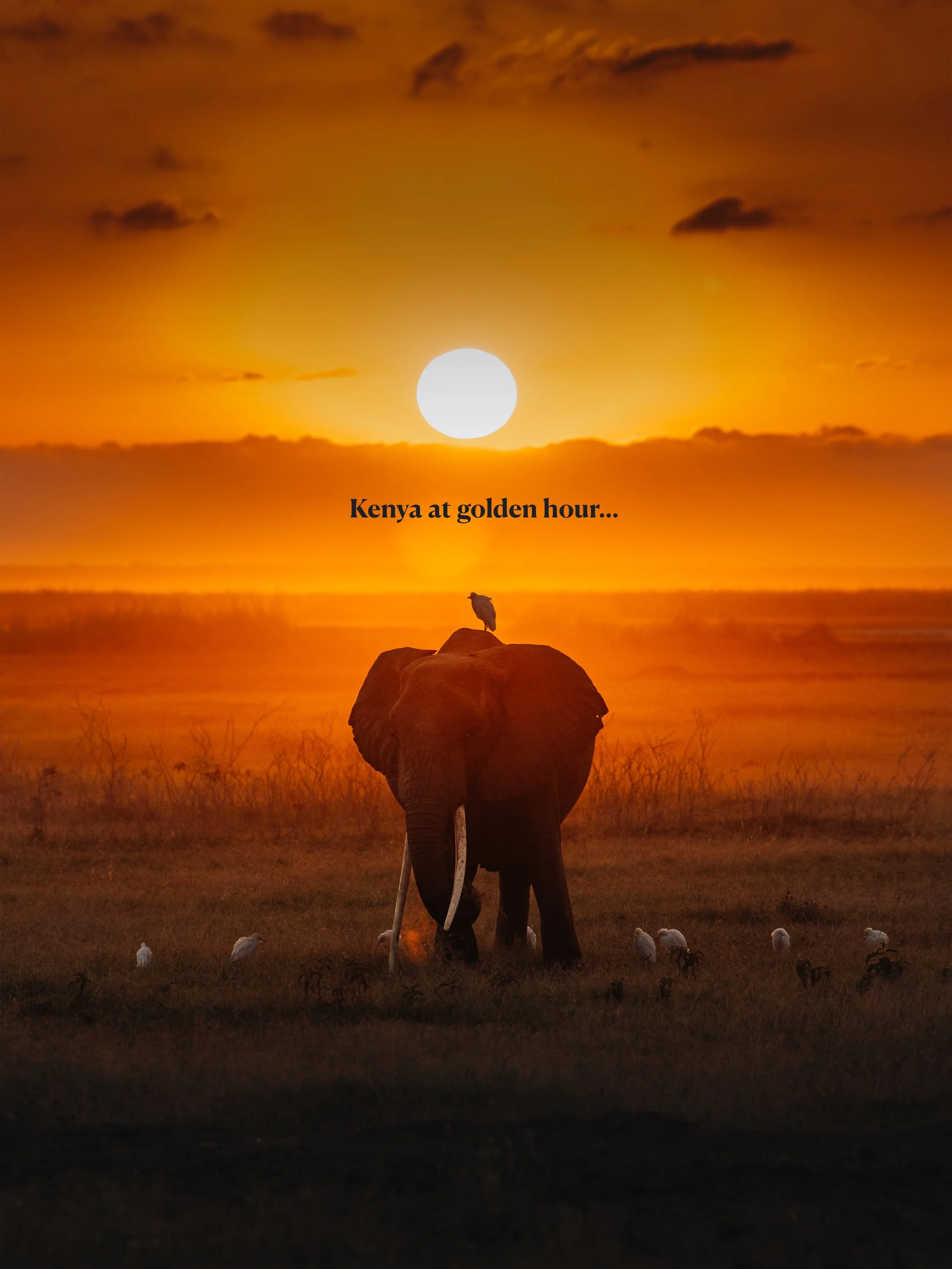 When the sun sets, the savannah comes alive.
Heat fades. Movement returns.
A scene I could watch on repeat forever.

#kenya #amboseli #wildlife #masaimara #sunset