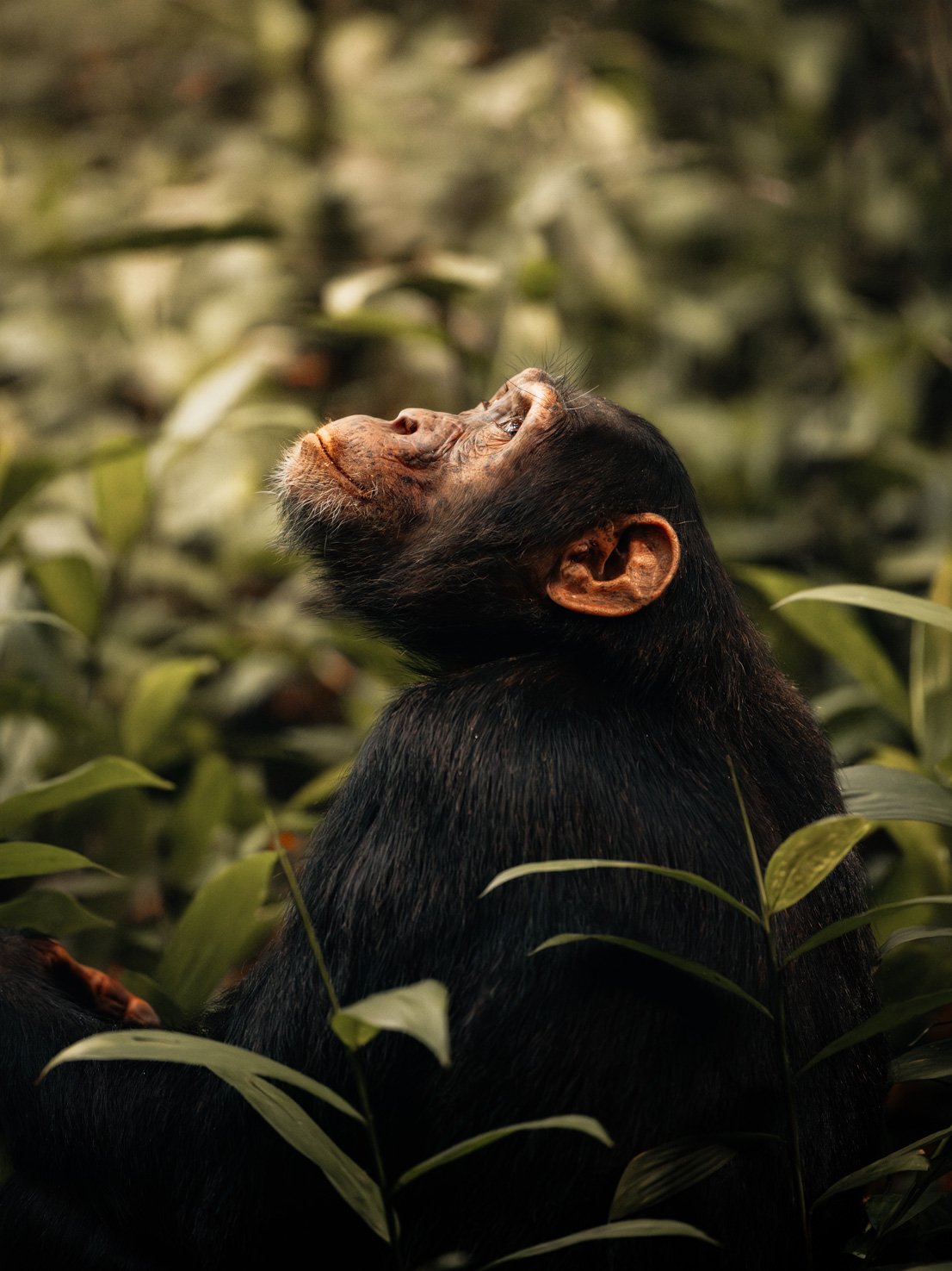 Columbus-Travel-Uganda-Oeganda-sjoerd-bracke-Chimp-Chimpanzee.jpg