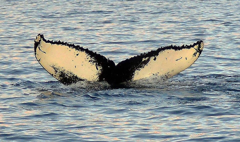 Whalesafari Whalewatching Tromsovisitors.JPG