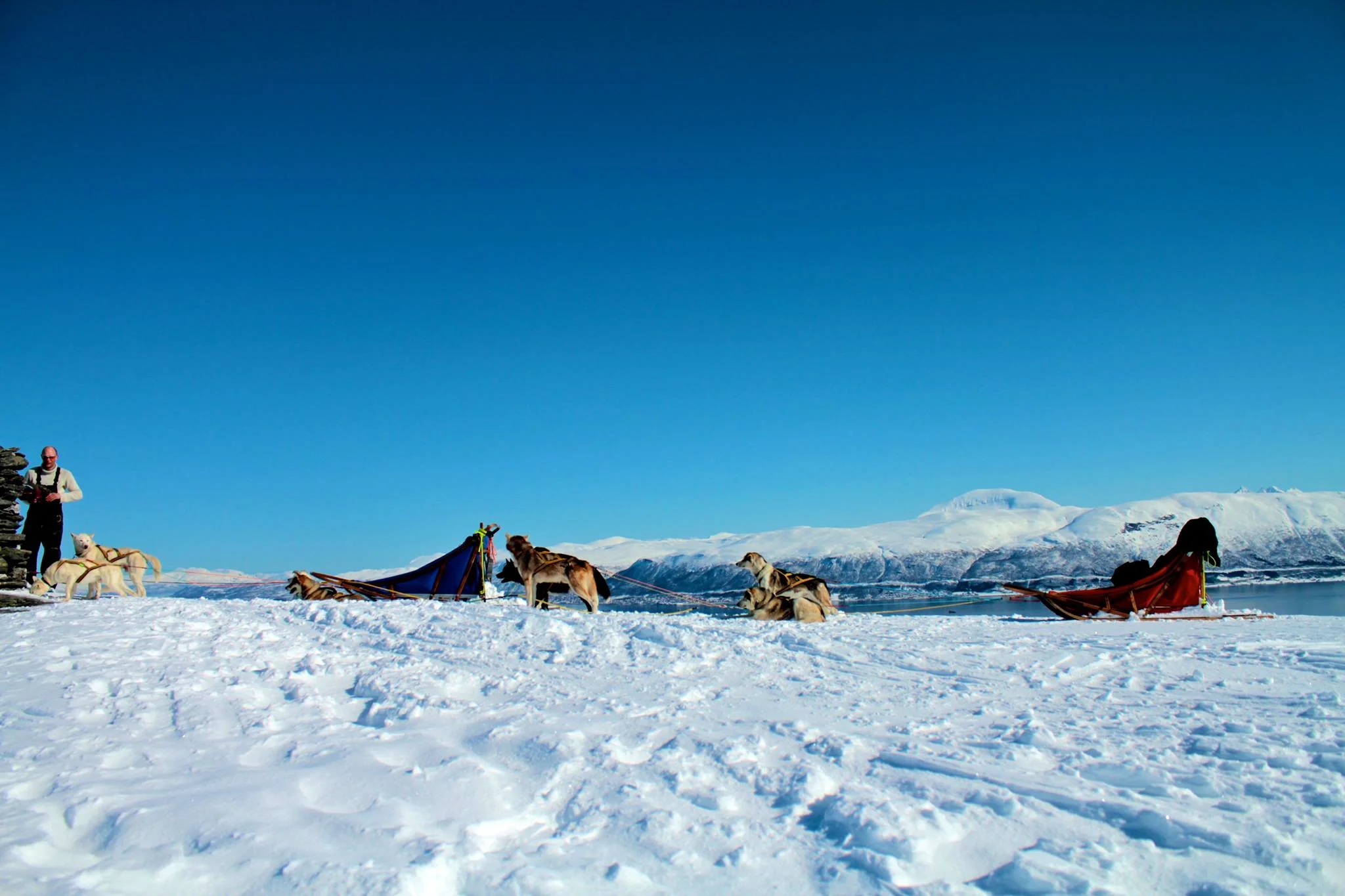 Dog sledding Arctic Cruie In Norway 2.jpg