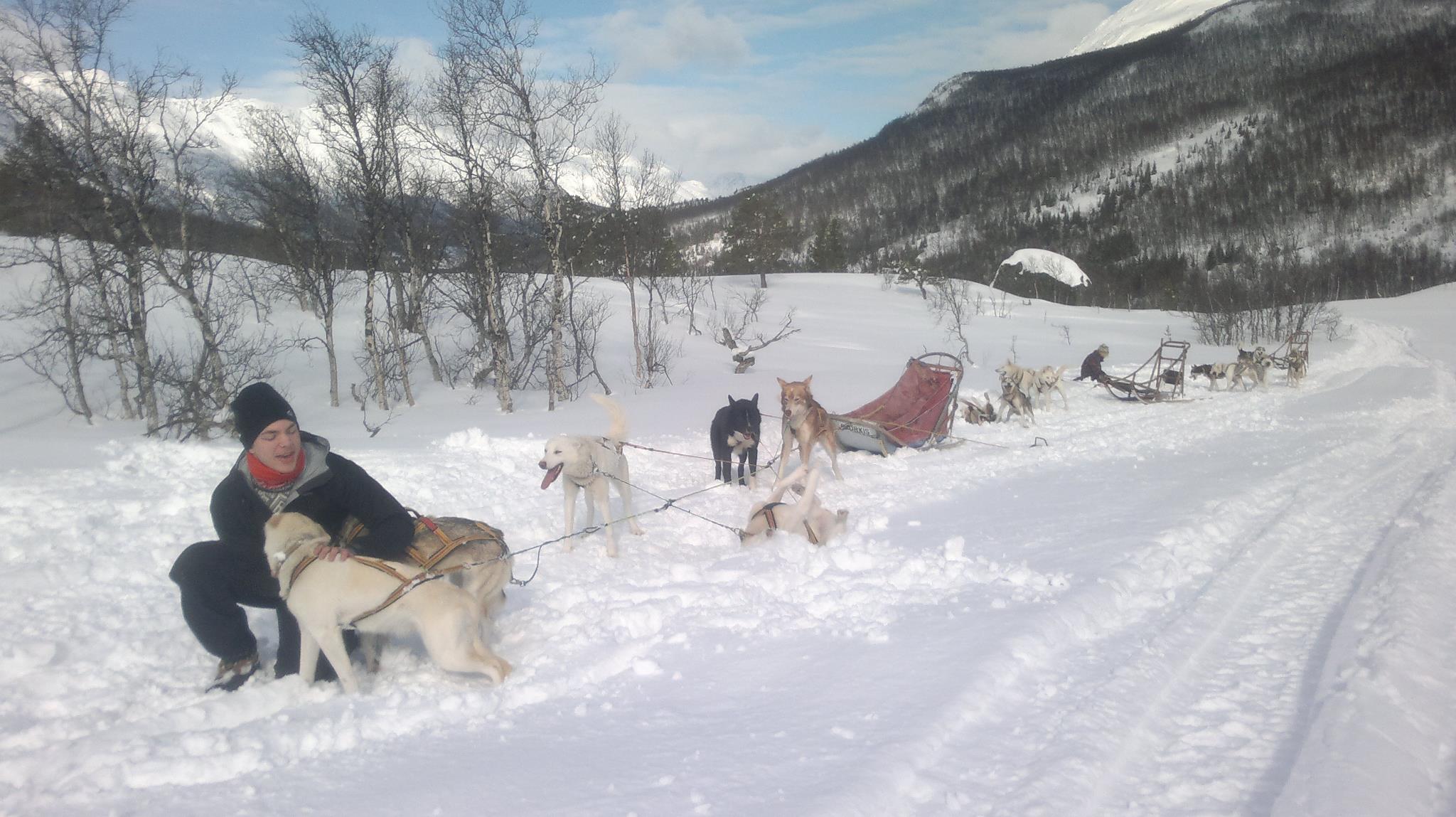 Dog sledding Arctic Cruie In Norway 3.jpg