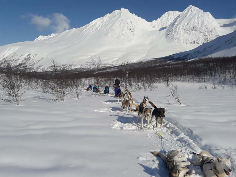 Dog sledding Arctic Cruie In Norway 4.jpg
