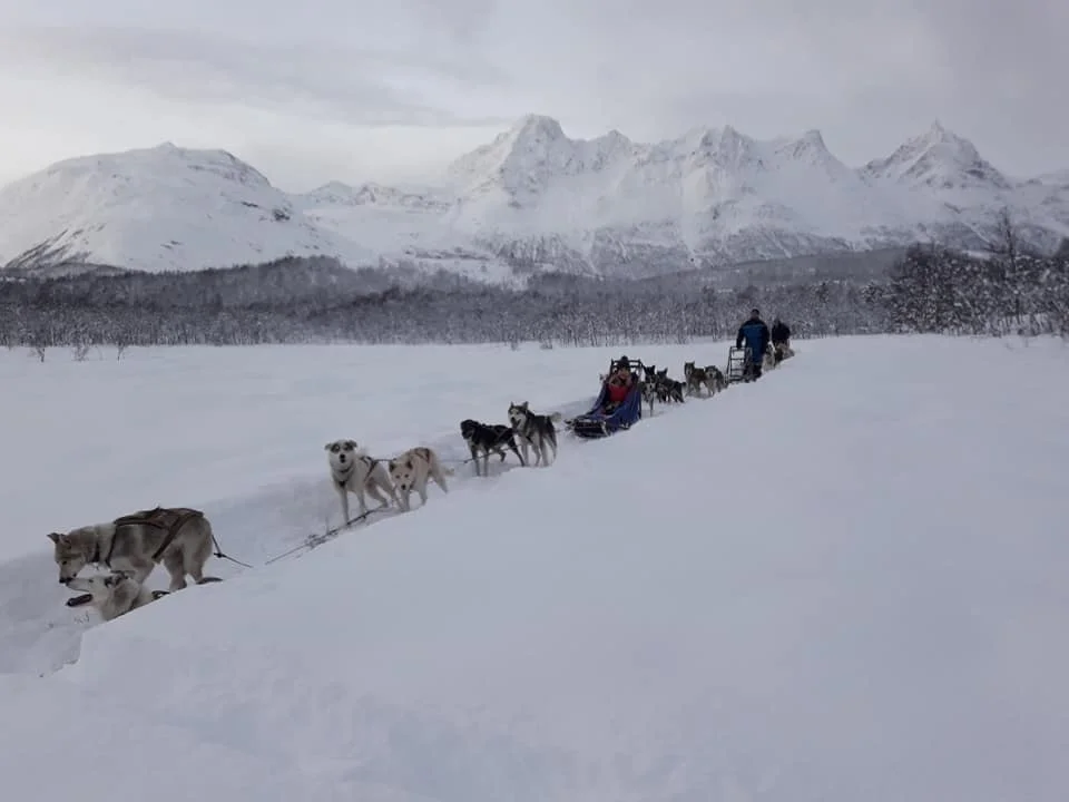 Dog sledding Arctic Cruie In Norway 6.jpg