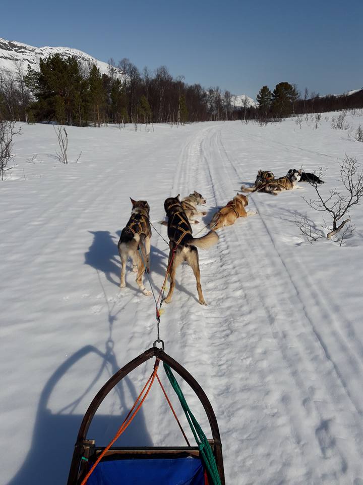Dog sledding Arctic Cruie In Norway 7.jpg