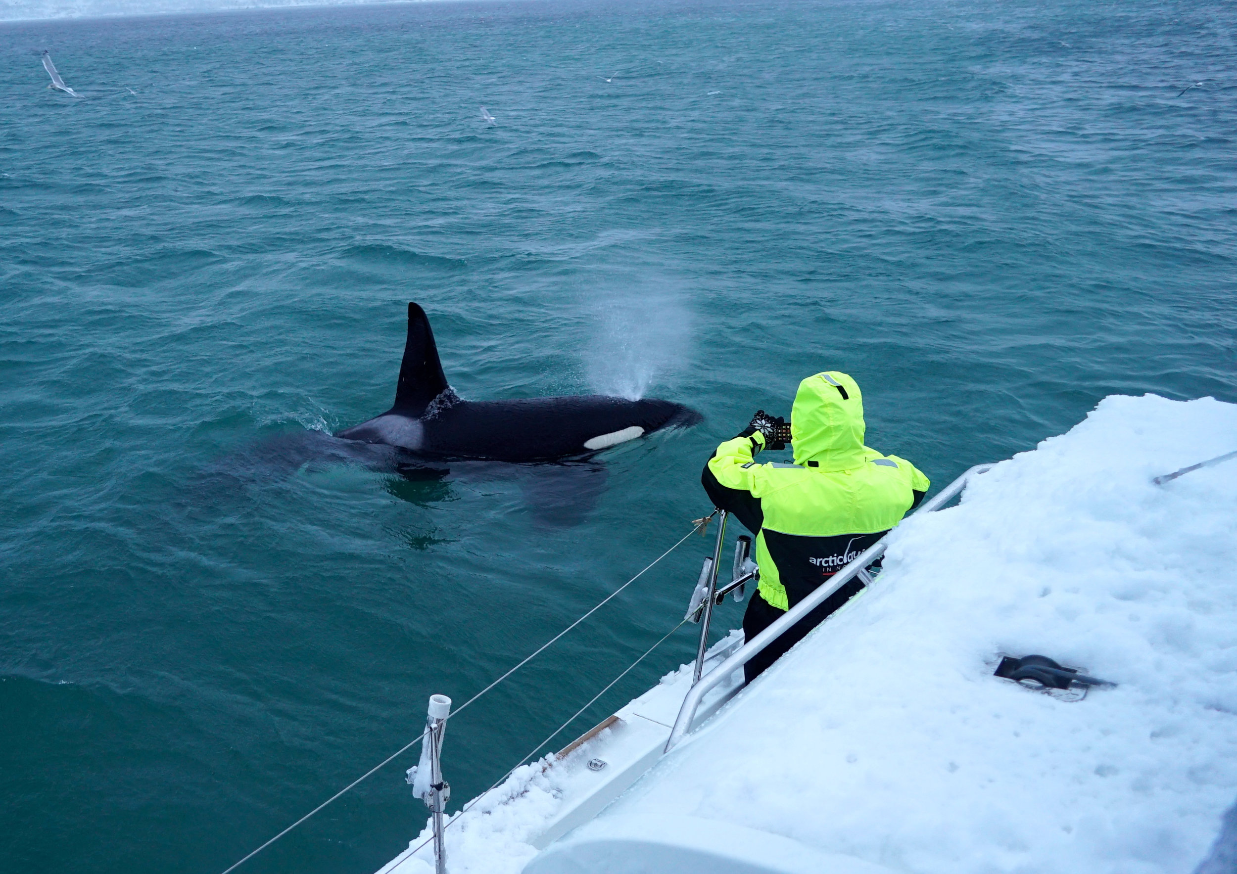 Orca at Arctic Princess.jpg