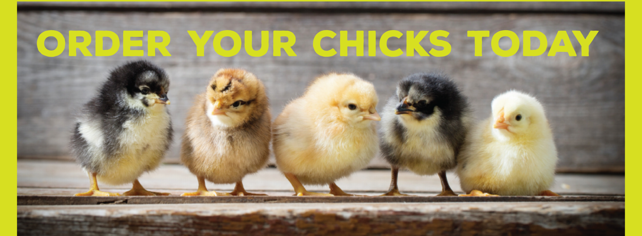 Chick Days Header.png