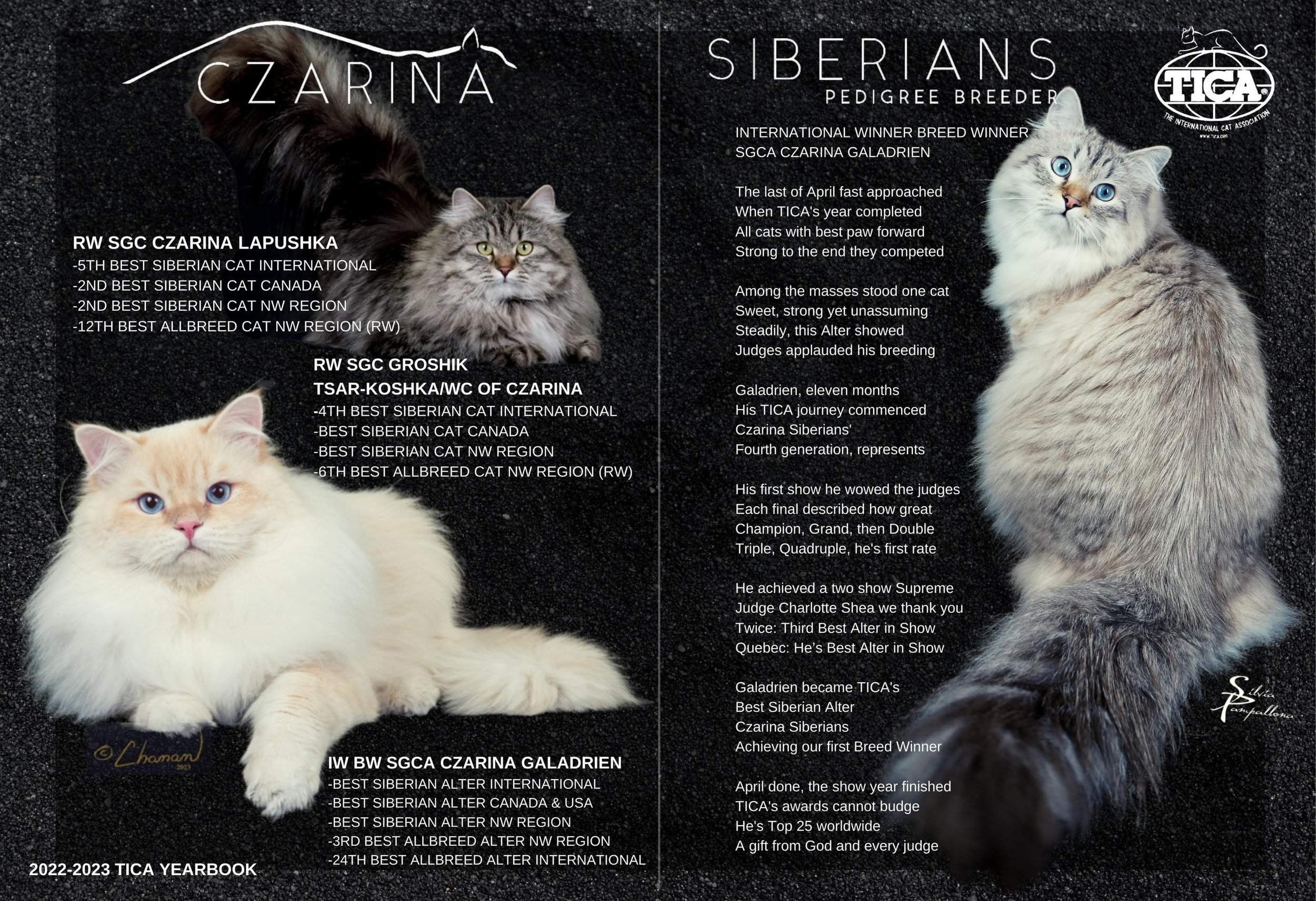 Czarina Siberians achievements in 2022-23 are featured in these TICA Yearbook pages