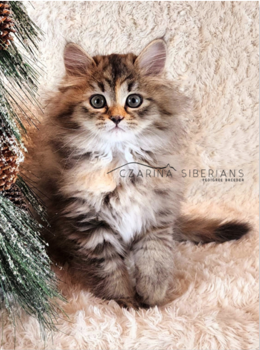 Norwegian Forest Cat Siberian Kitten Hypoallergenic Siberian Cat