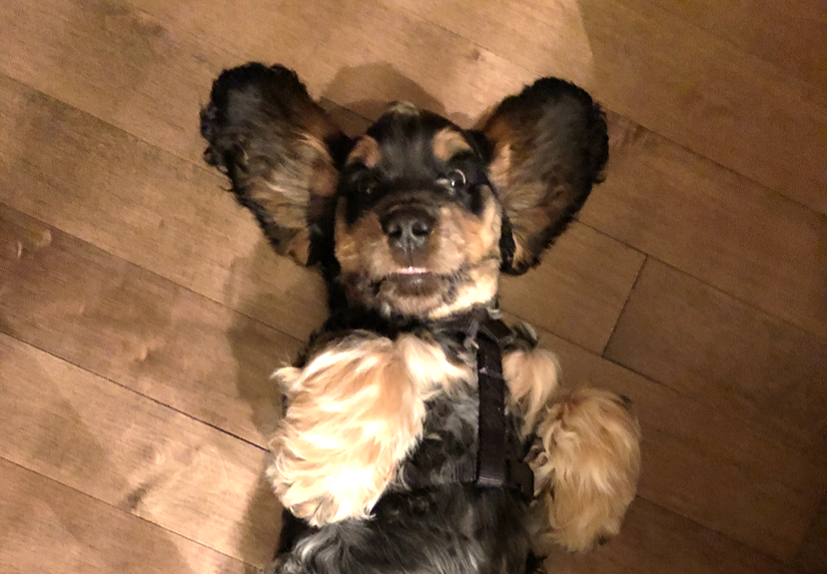 Call for submissions (i.e. cute pet photos) - Quarantine Companion™ photo contest