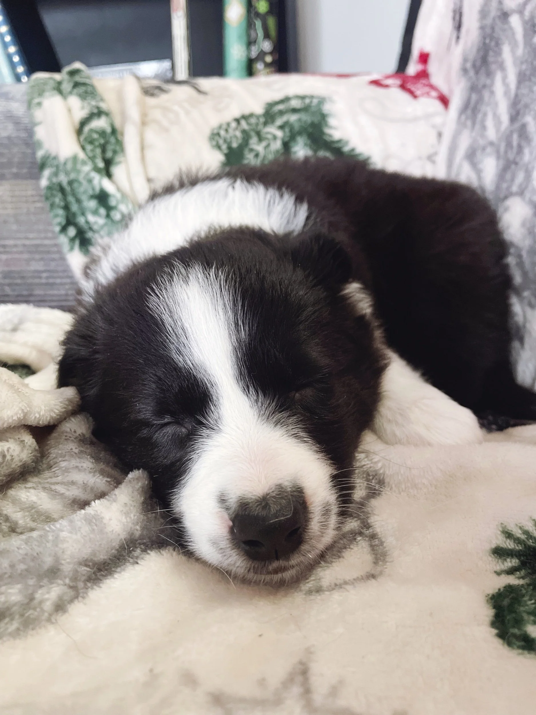 Christmas Puppy Surprise! | We Surprised My Mom With A Puppy For Christmas!