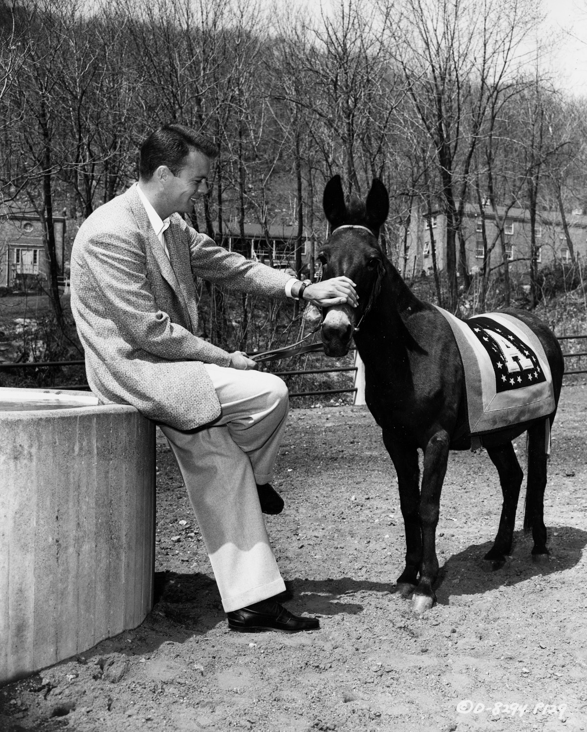  Publicity Photo, Columbia Pictures, West Point, 1954 “FRANCIS AT WEST POINT - Bob Francis makes friends with 'Pancho,’ one of the Army mules, while on location….” 