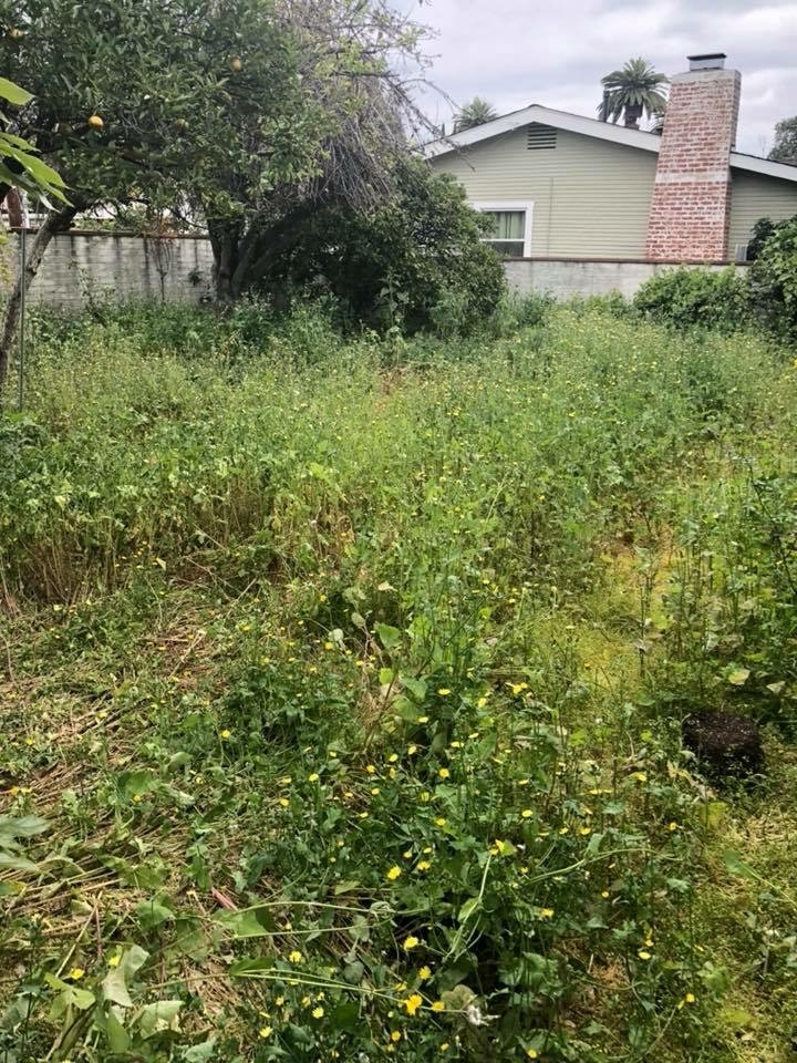  212, overgrown backyard, c. 2017. 