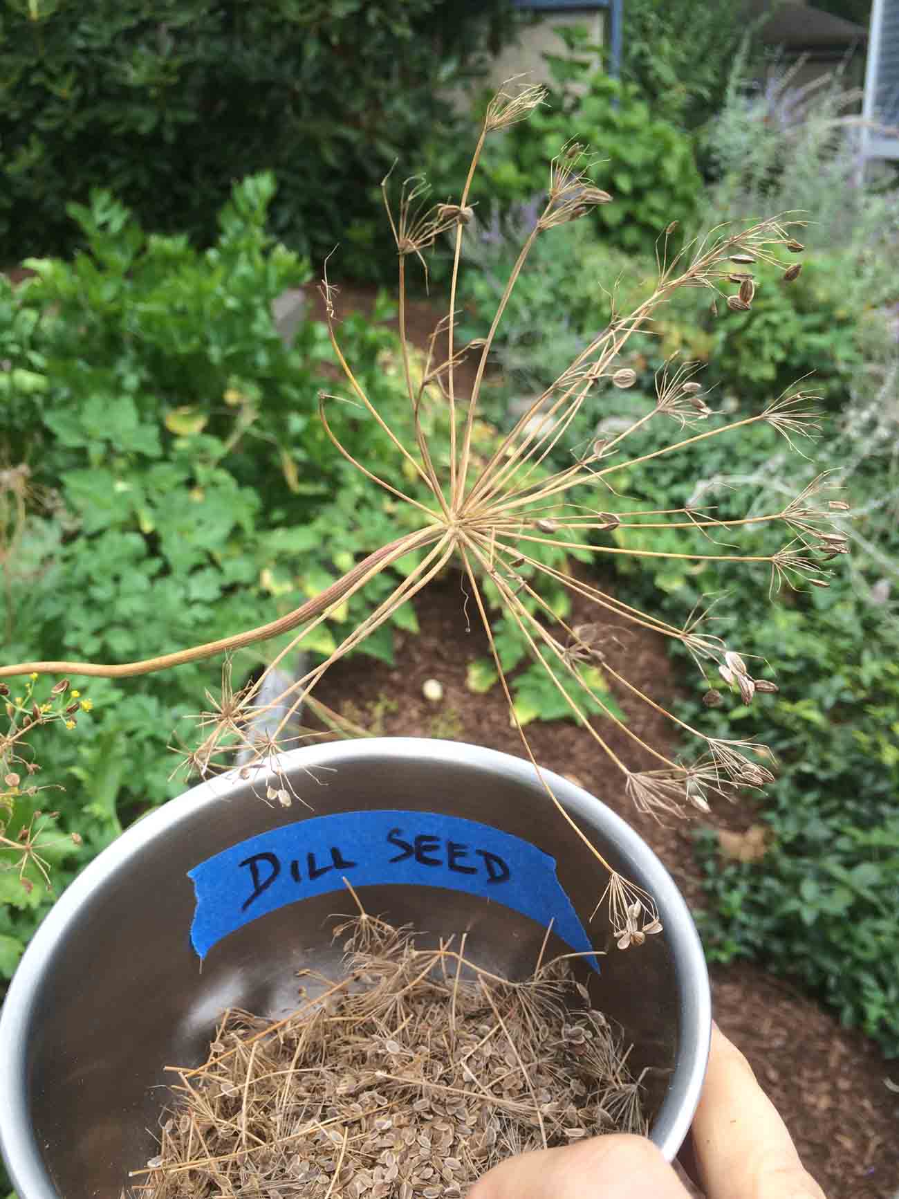 Saving dill seeds