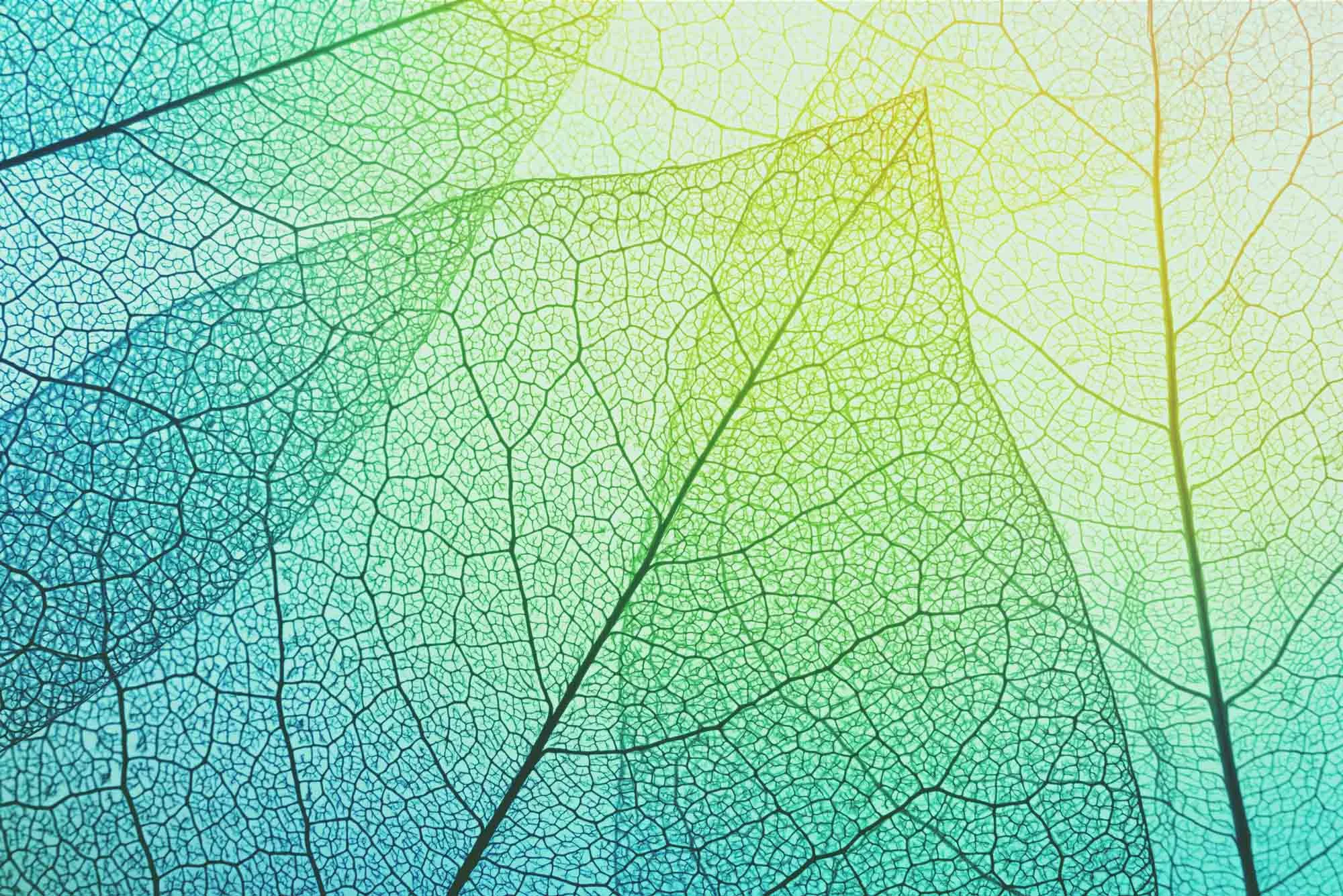 livingrevolution_leaves_banner_home.jpg