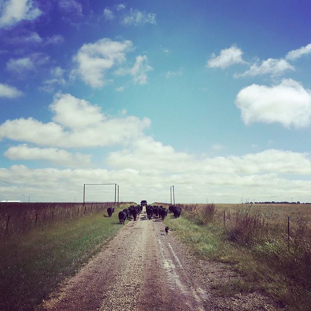 Blue skies, green grass, and cows are my thing!❤️ #rocknrphotography #bluesky #greengrass #cows #cowsofinstagram #ranchlife #mykansasfarmlife