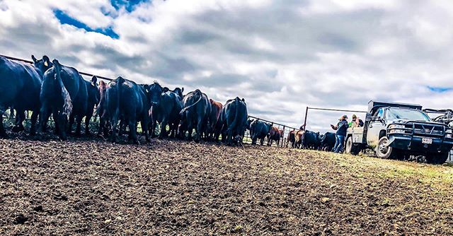 Still on of my favorites! 
#cows #bluesky #ranchlife #mykansasfarmlife #rocknrphotography #ranchphotography #lifeonaranch #cowsofinstagram