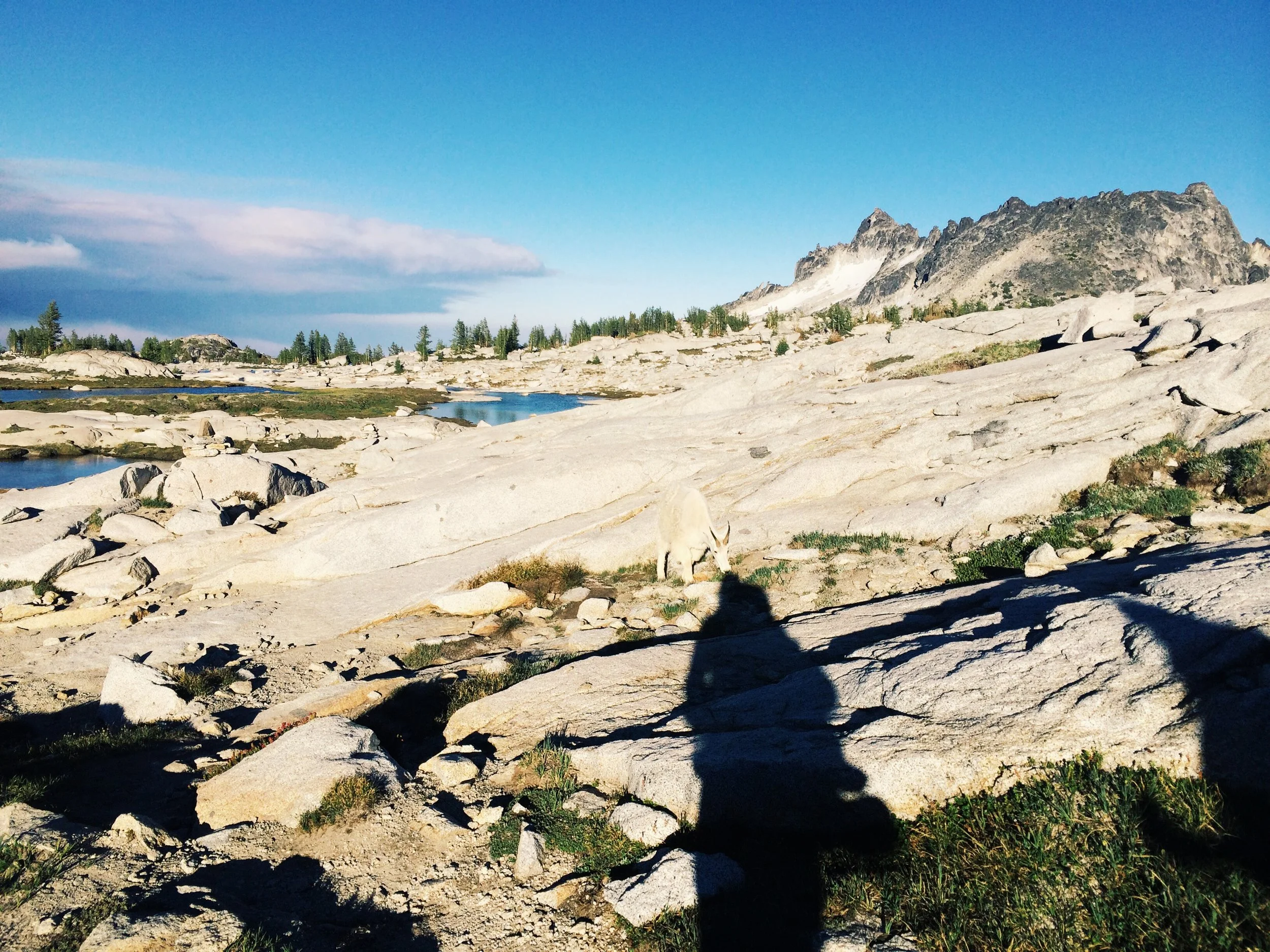 Things I've learned - Goats are jerks