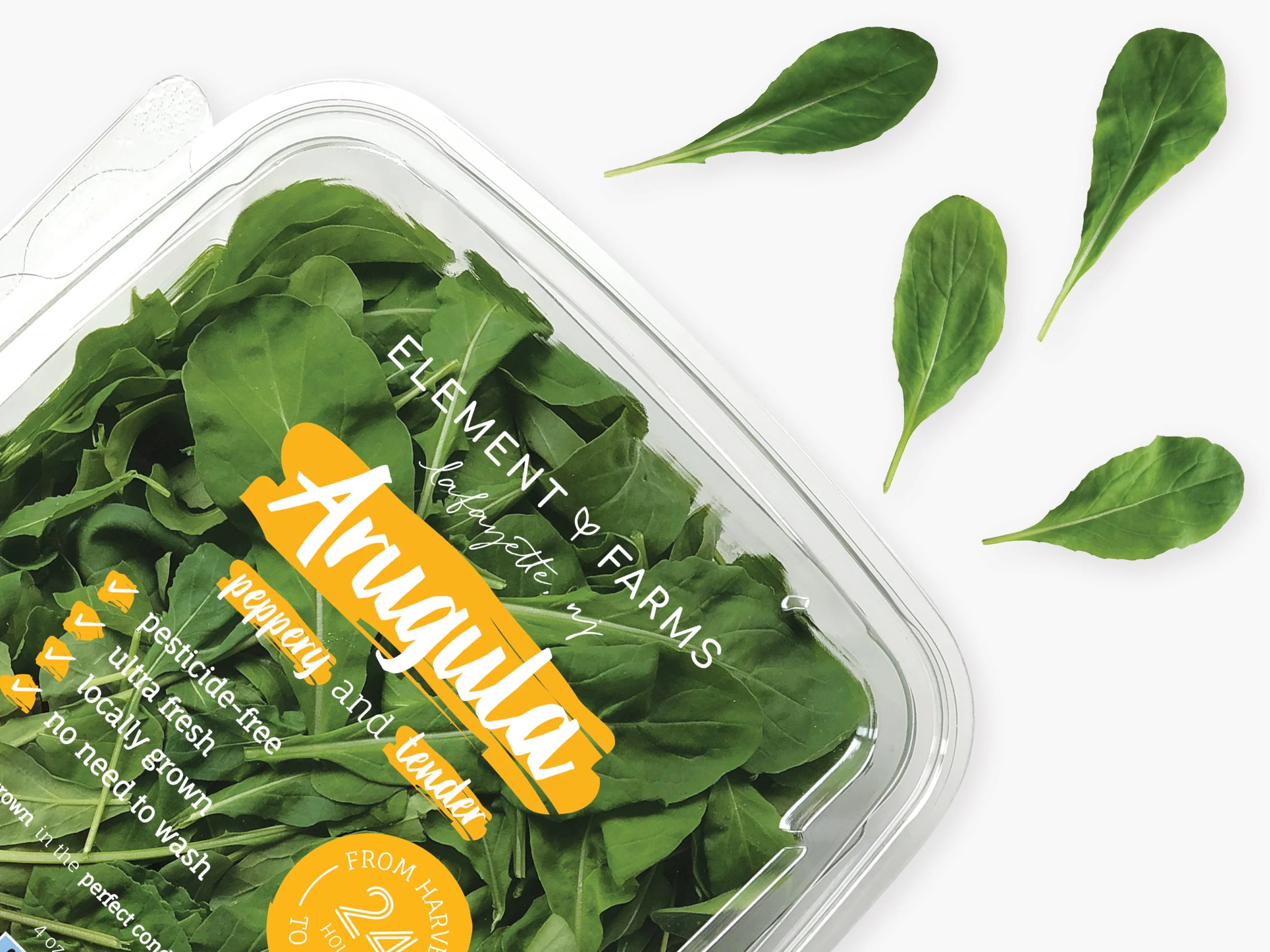 Arugula Iso.jpg