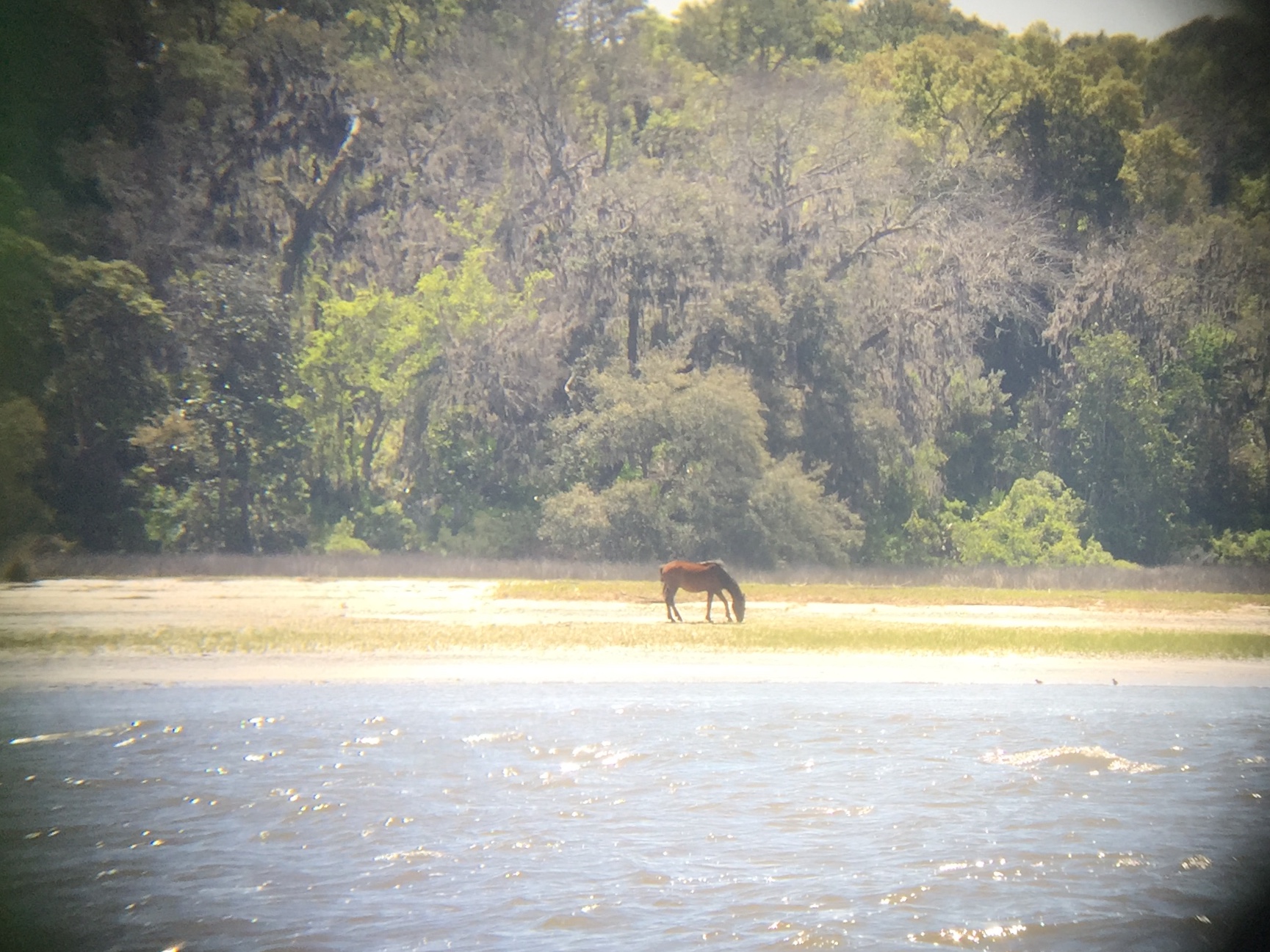 Wild horse spotted passing through Cumberland Sound, GA.