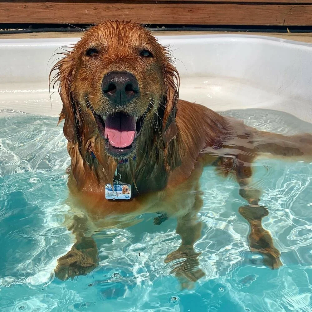 Andy, Therapy Dog, Finn’s Little Sister