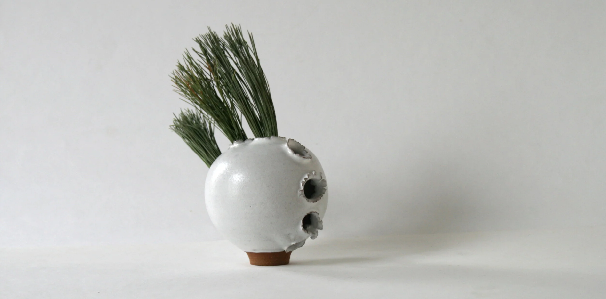 rdboyer_small_pierce_fir.JPG