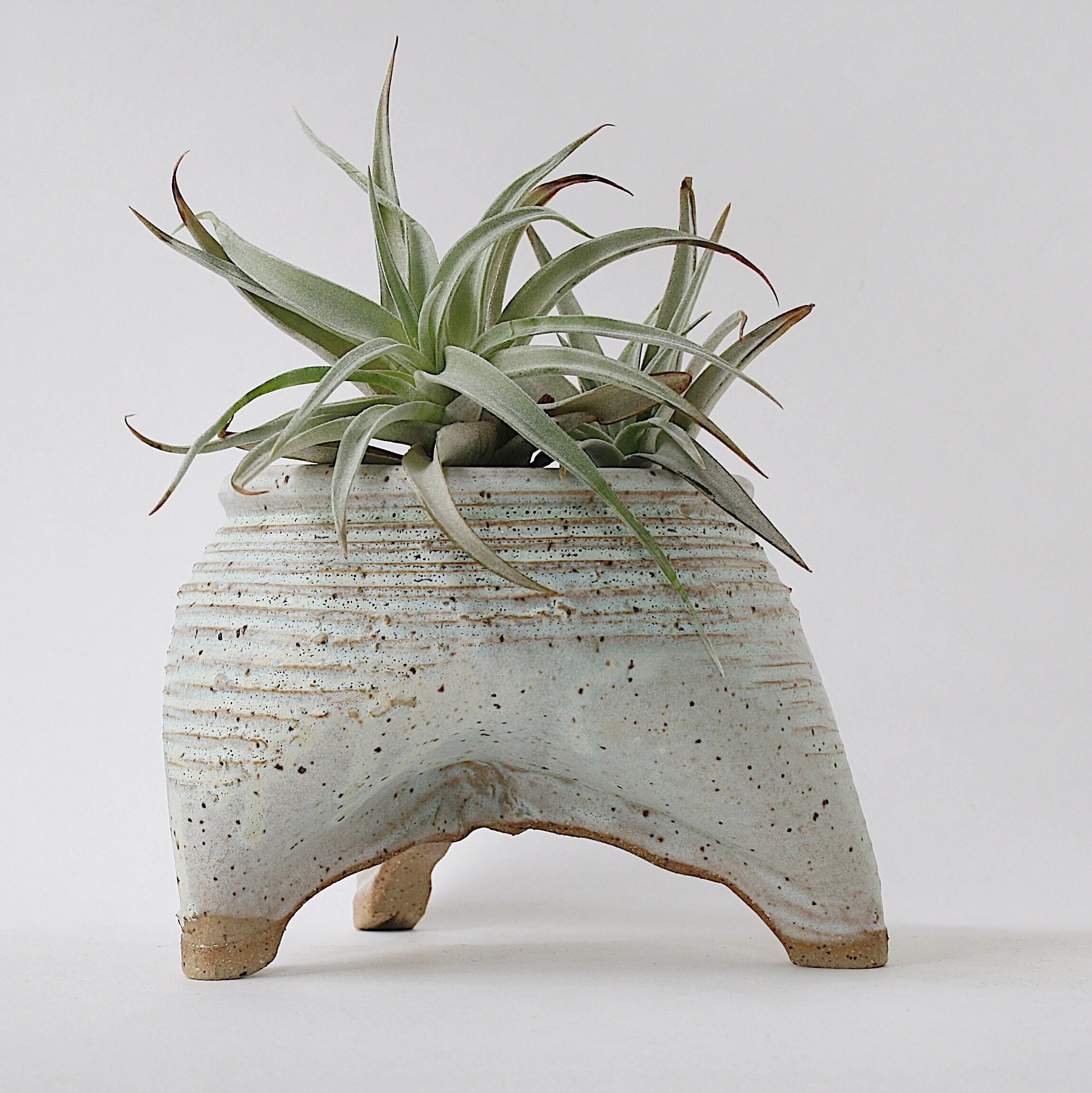 rdboyer_air_plant_ceramics.JPG