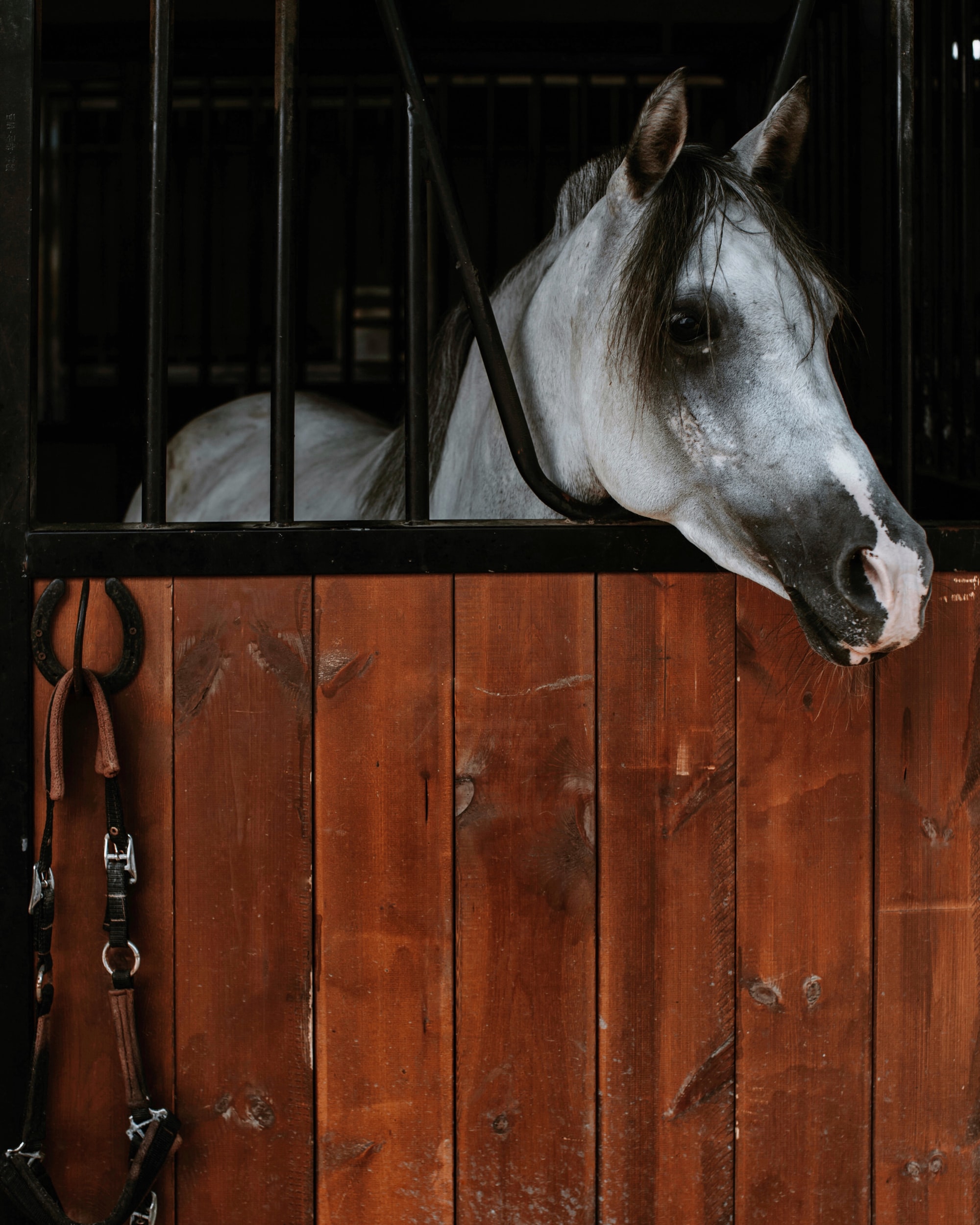 Horse Care is Changing