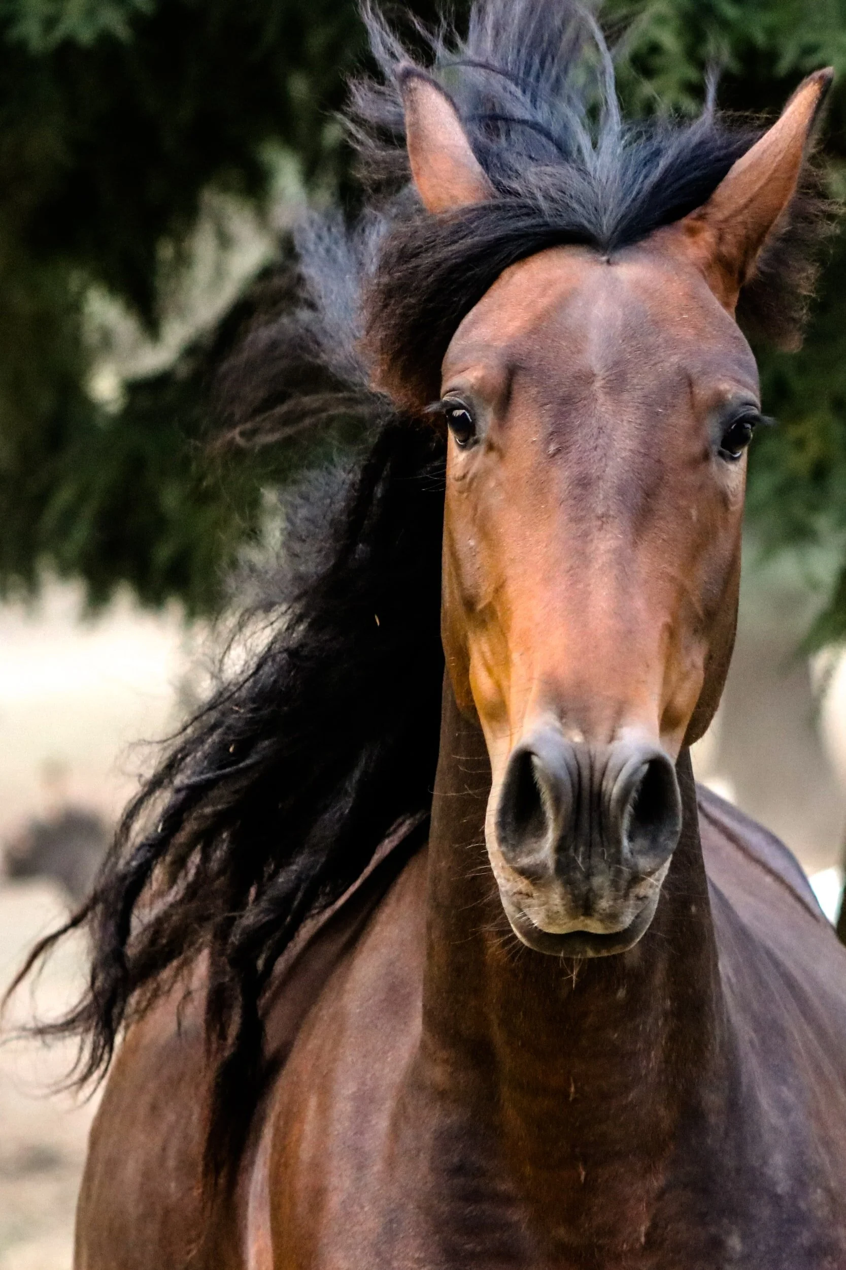 Massage Guns for Horses