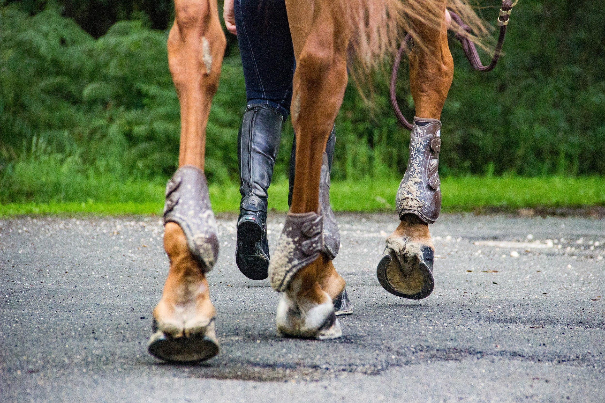 Research on Metal Shoes — Resilient Equine