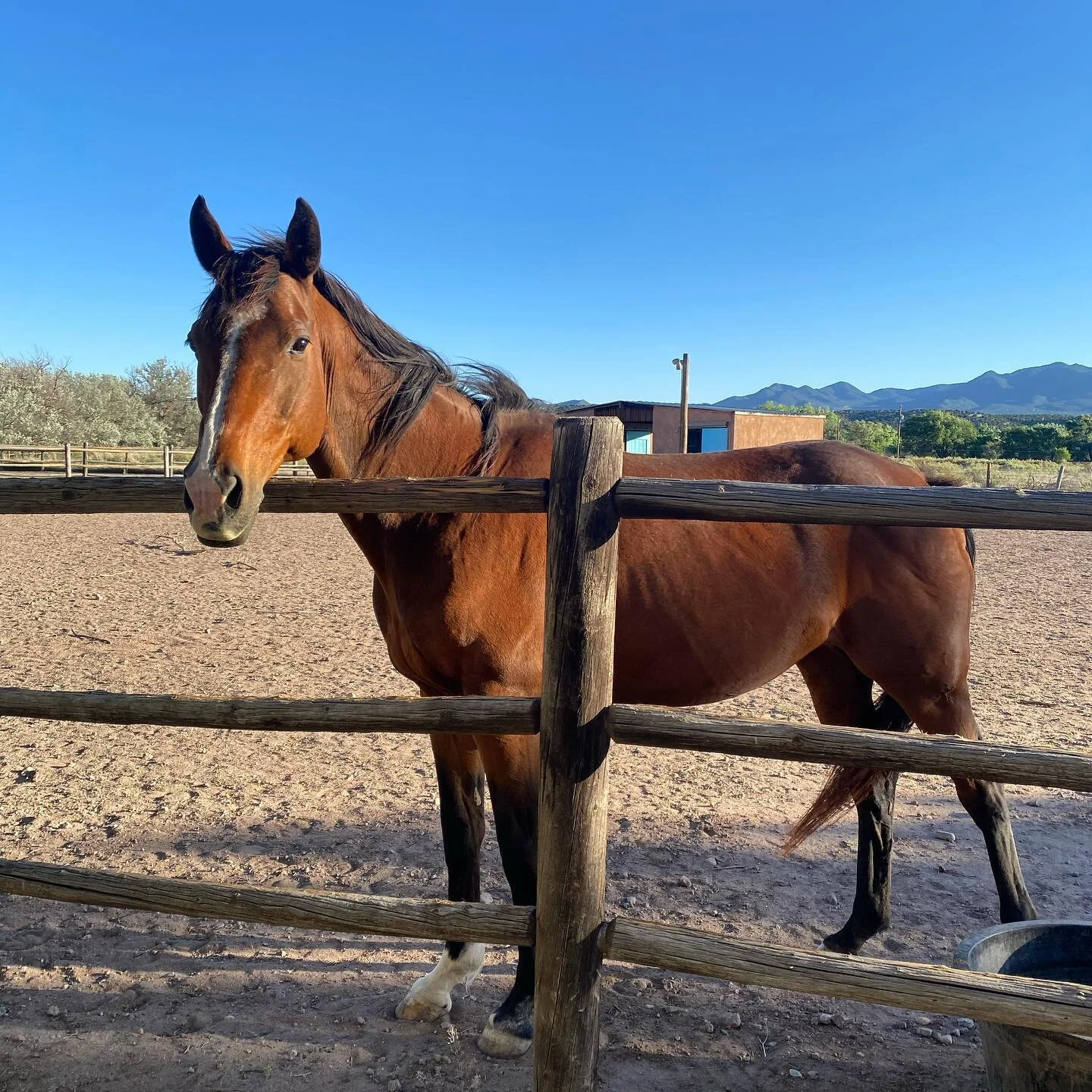Treating Reoccurring or Chronic Ulcers in Horses — Resilient Equine