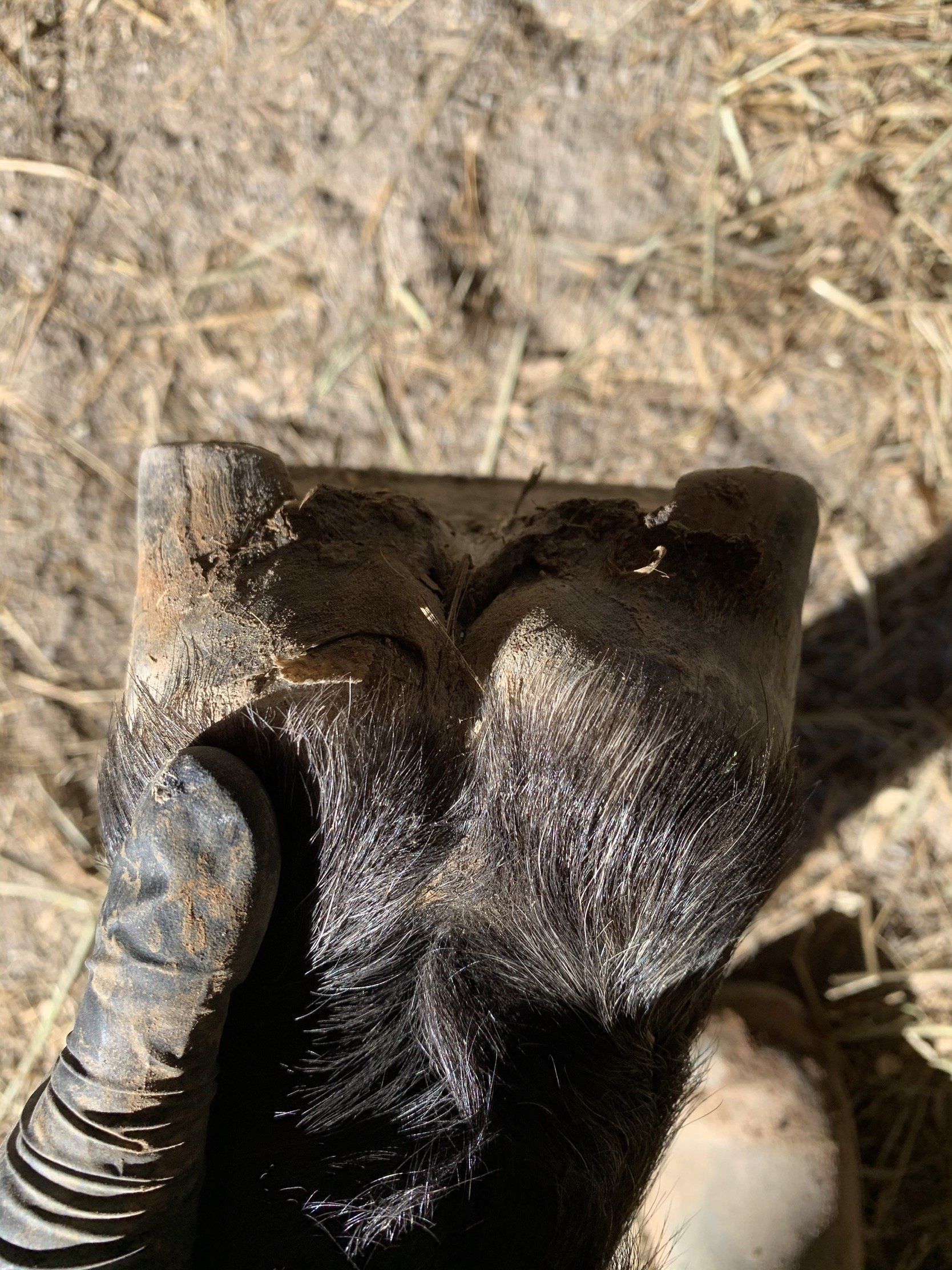Warning Signs in Hooves — Resilient Equine
